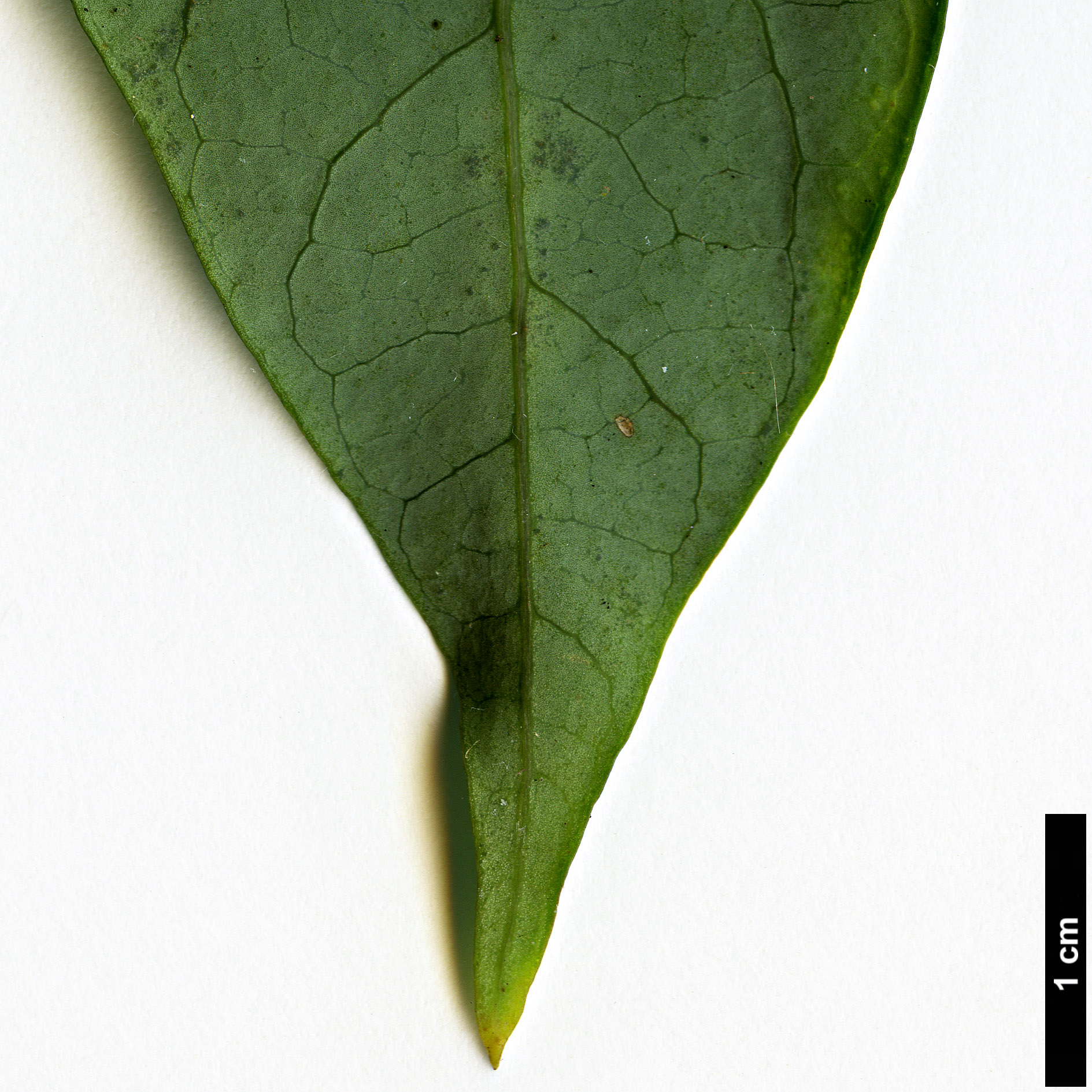 High resolution image: Family: Araliaceae - Genus: Schefflera - Taxon: fantsipanensis