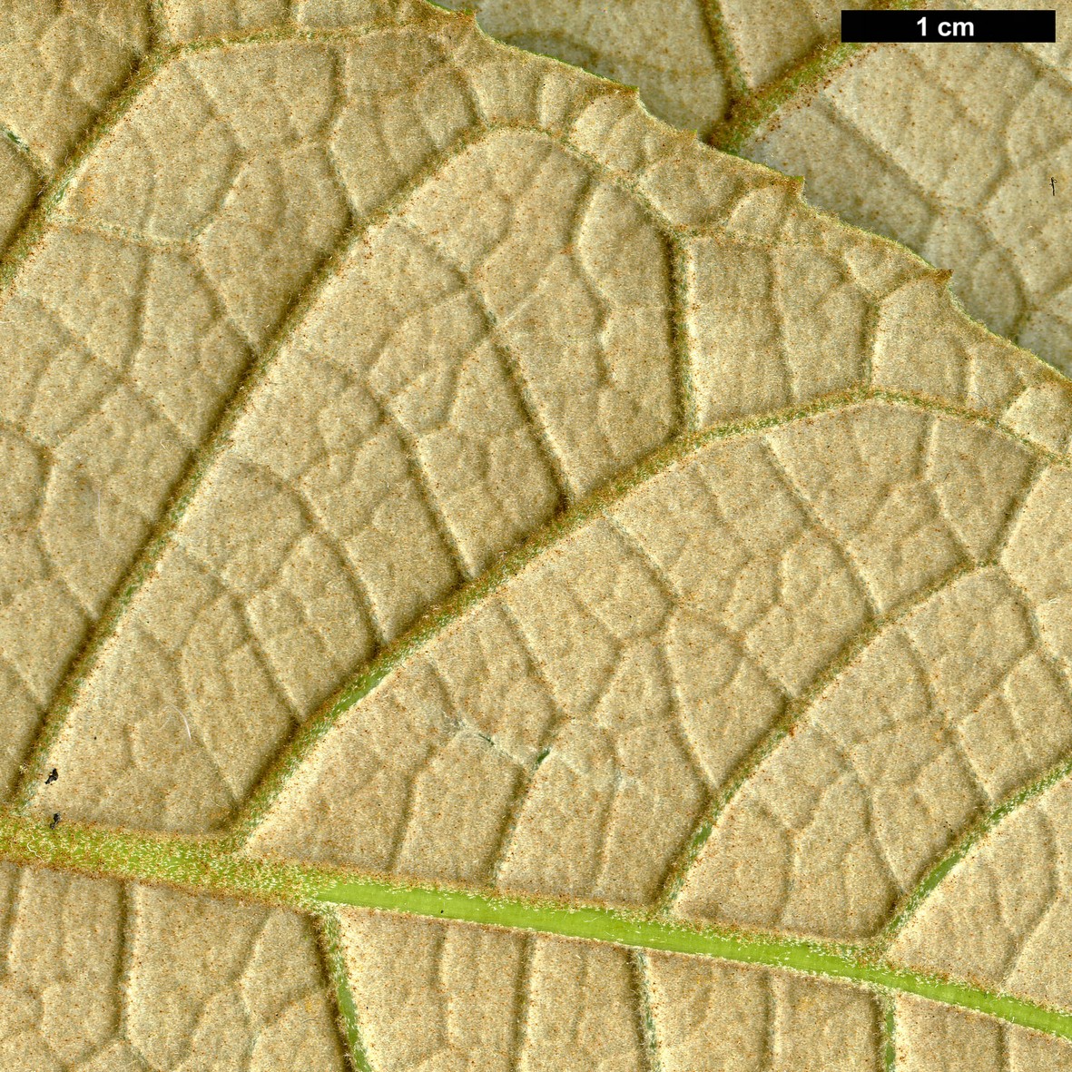 High resolution image: Family: Araliaceae - Genus: Schefflera - Taxon: macrophylla