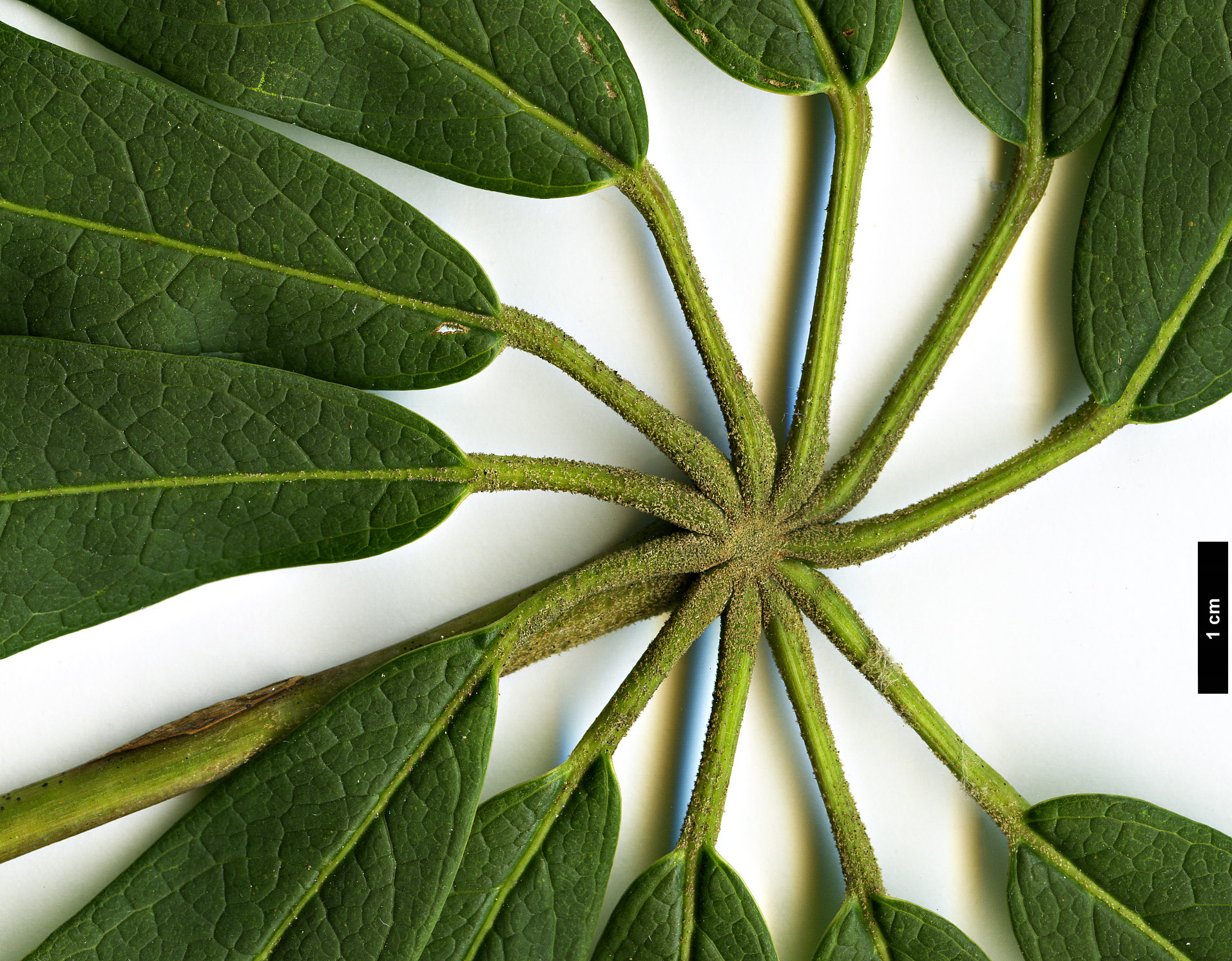 High resolution image: Family: Araliaceae - Genus: Schefflera - Taxon: rhododendrifolia