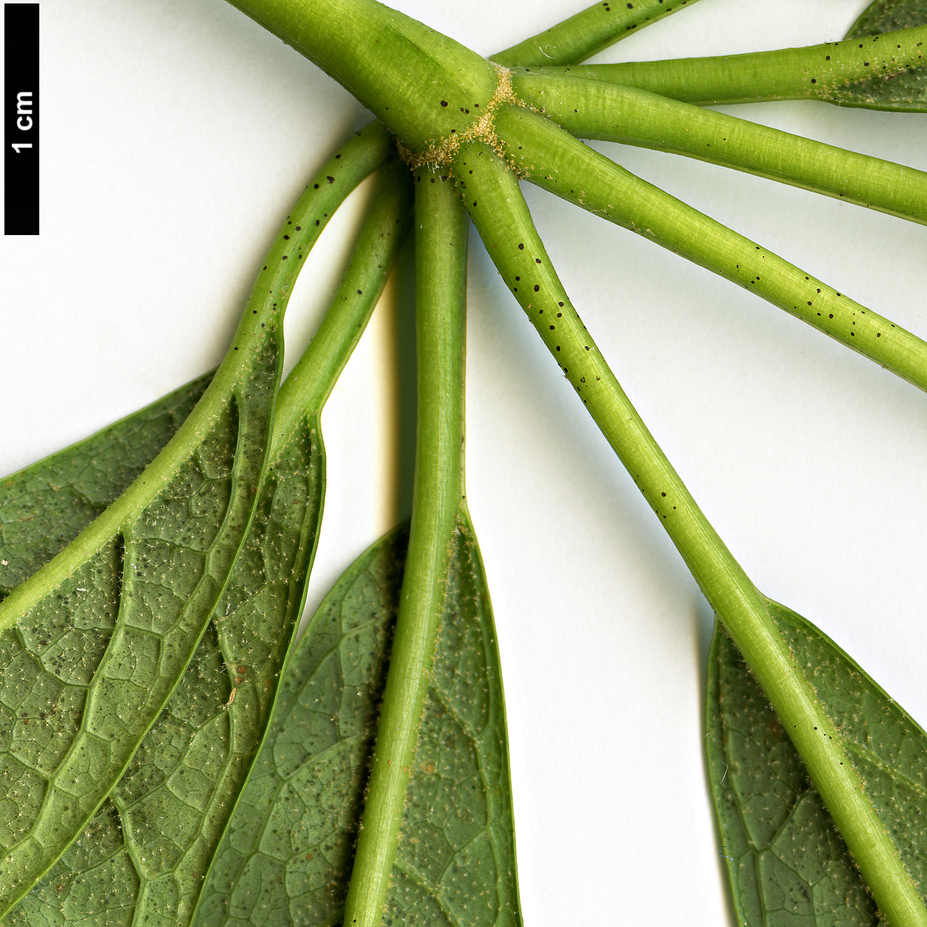 High resolution image: Family: Araliaceae - Genus: Schefflera - Taxon: rhododendrifolia