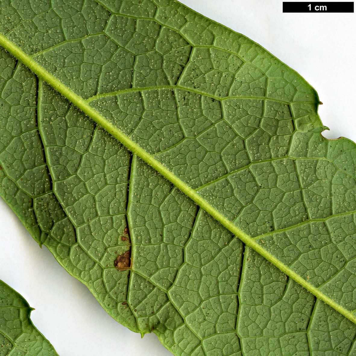 High resolution image: Family: Araliaceae - Genus: Schefflera - Taxon: rhododendrifolia