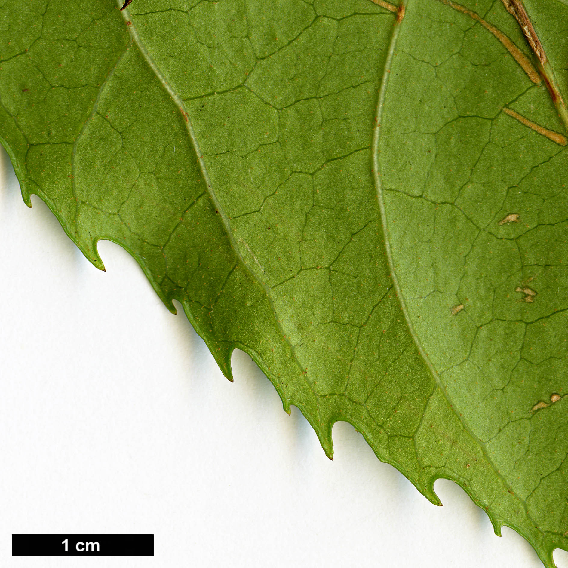 High resolution image: Family: Araliaceae - Genus: Trevesia - Taxon: palmata