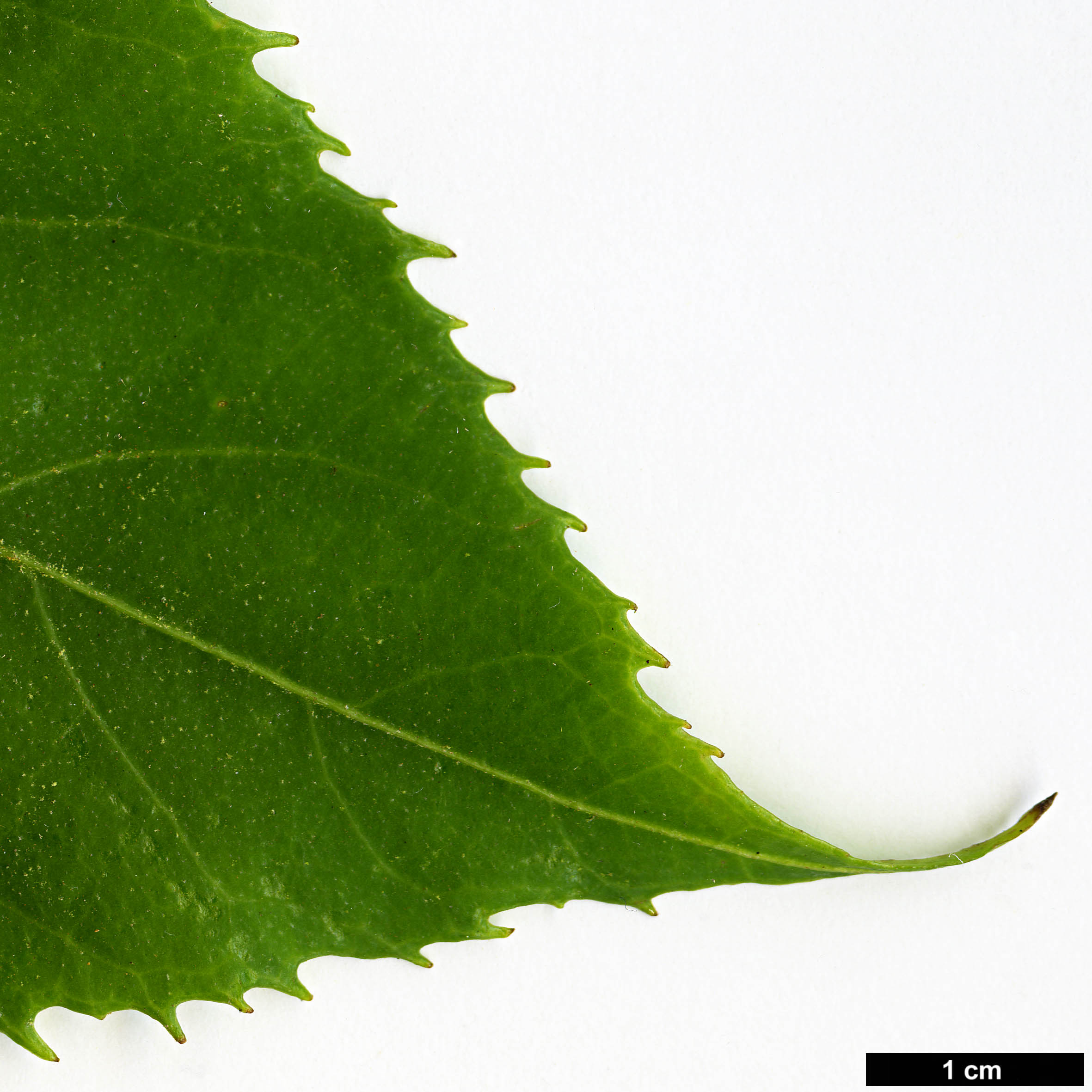 High resolution image: Family: Araliaceae - Genus: Trevesia - Taxon: palmata