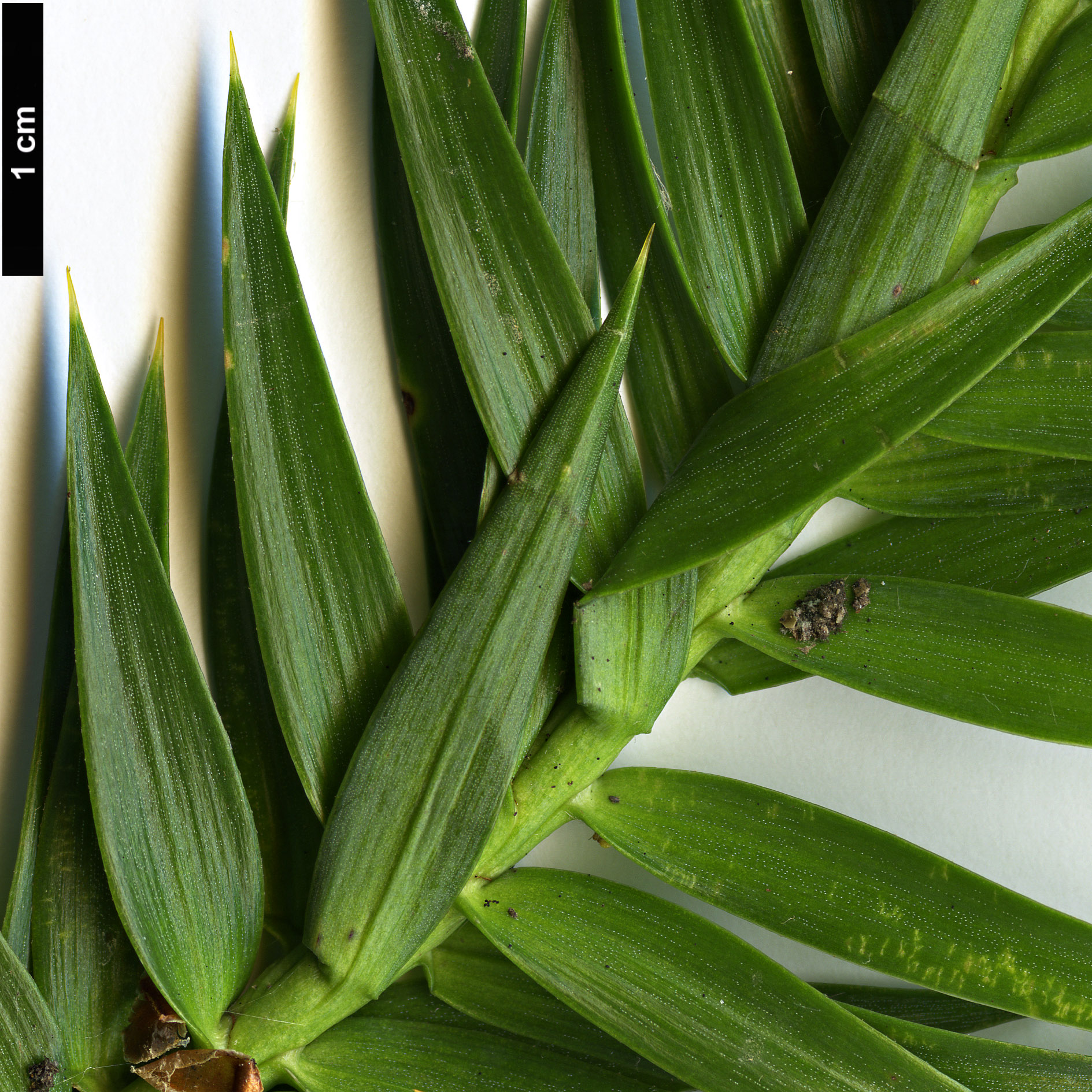 High resolution image: Family: Araucariaceae - Genus: Araucaria - Taxon: angustifolia