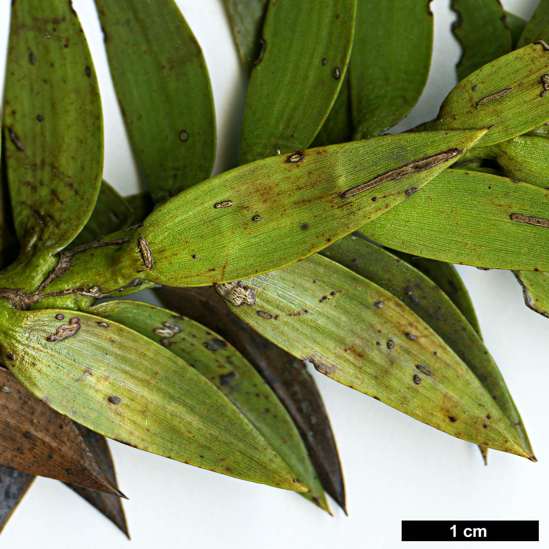 High resolution image: Family: Araucariaceae - Genus: Araucaria - Taxon: bidwillii