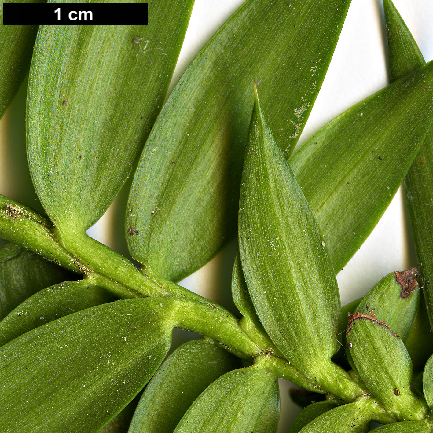 High resolution image: Family: Araucariaceae - Genus: Araucaria - Taxon: hunsteinii