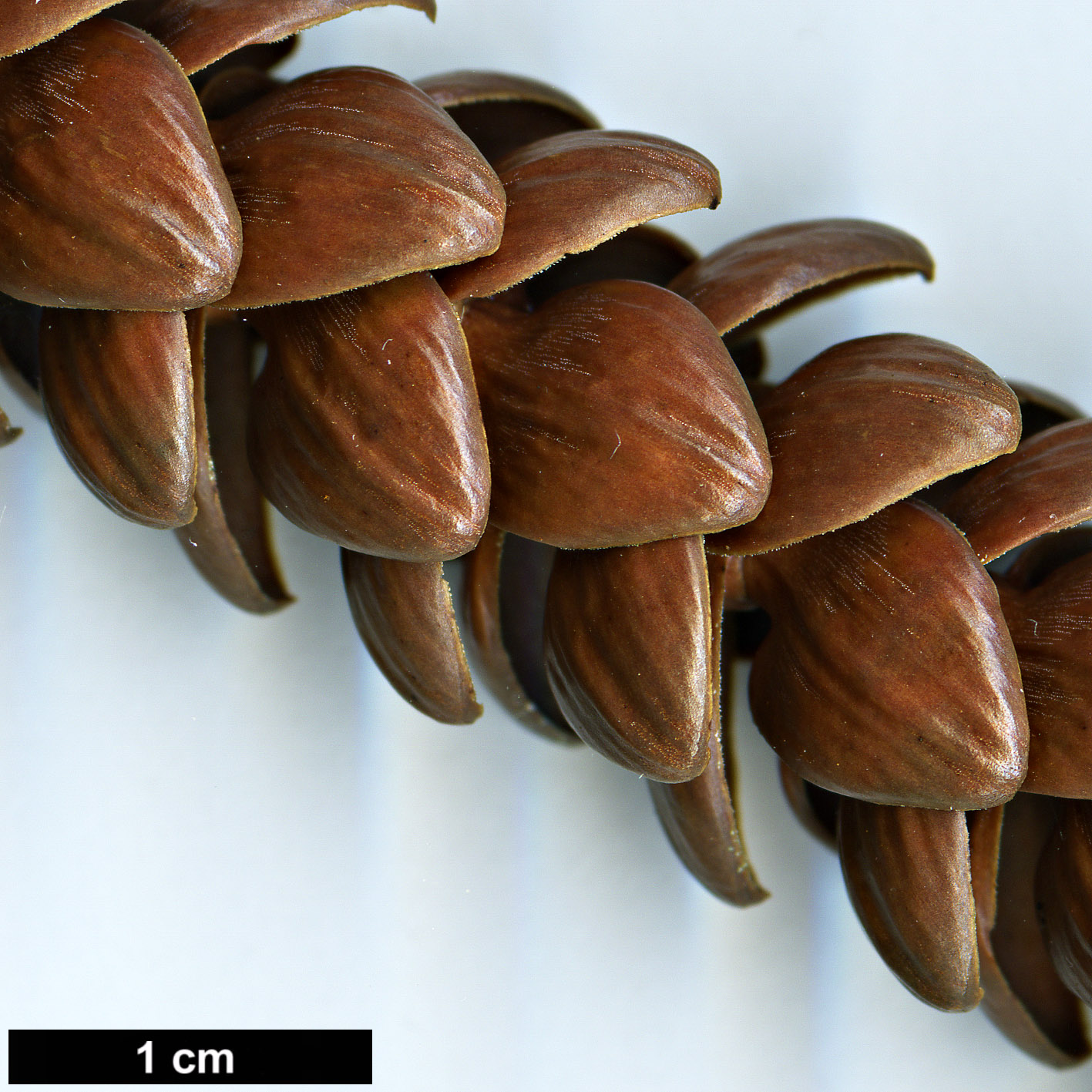 High resolution image: Family: Araucariaceae - Genus: Araucaria - Taxon: montana