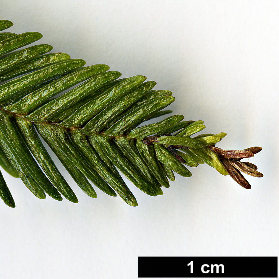 High resolution image: Family: Araucariaceae - Genus: Araucaria - Taxon: nemorosa