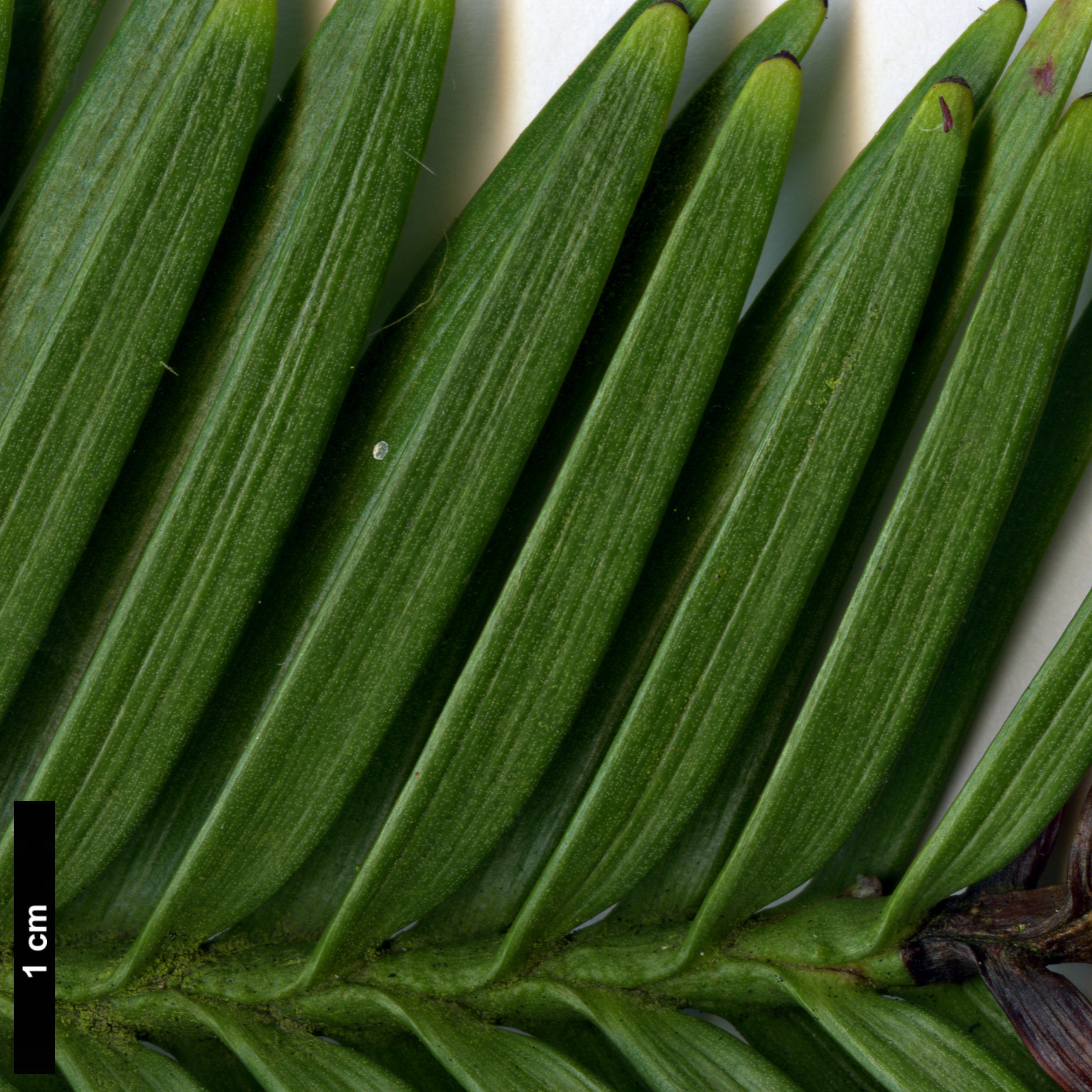 High resolution image: Family: Araucariaceae - Genus: Wollemia - Taxon: nobilis