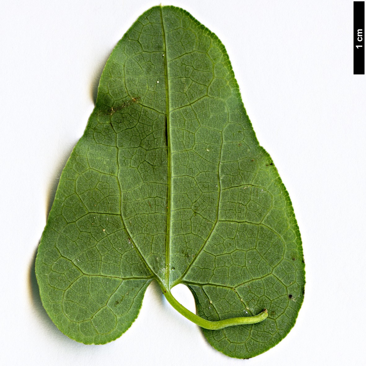 High resolution image: Family: Aristolochiaceae - Genus: Aristolochia - Taxon: baetica