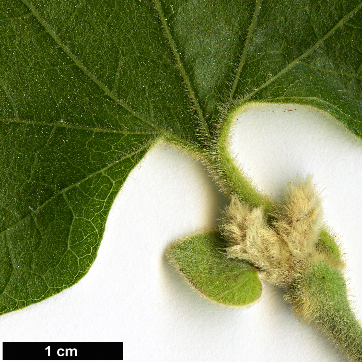 High resolution image: Family: Aristolochiaceae - Genus: Aristolochia - Taxon: californica