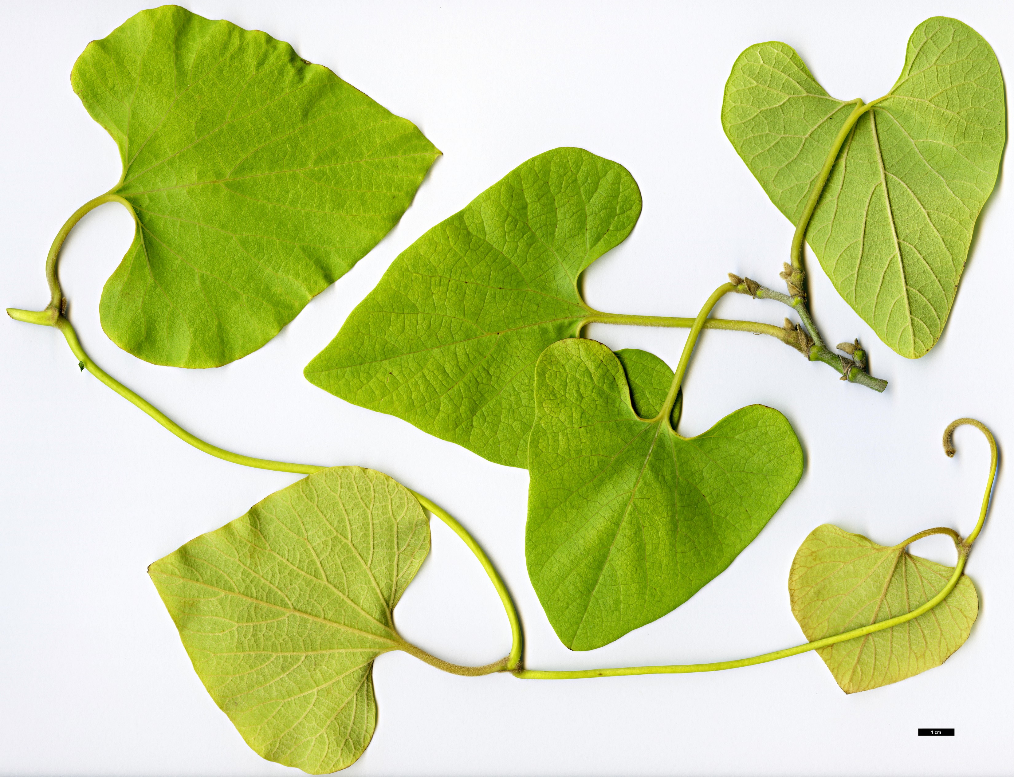 High resolution image: Family: Aristolochiaceae - Genus: Aristolochia - Taxon: kaempferi