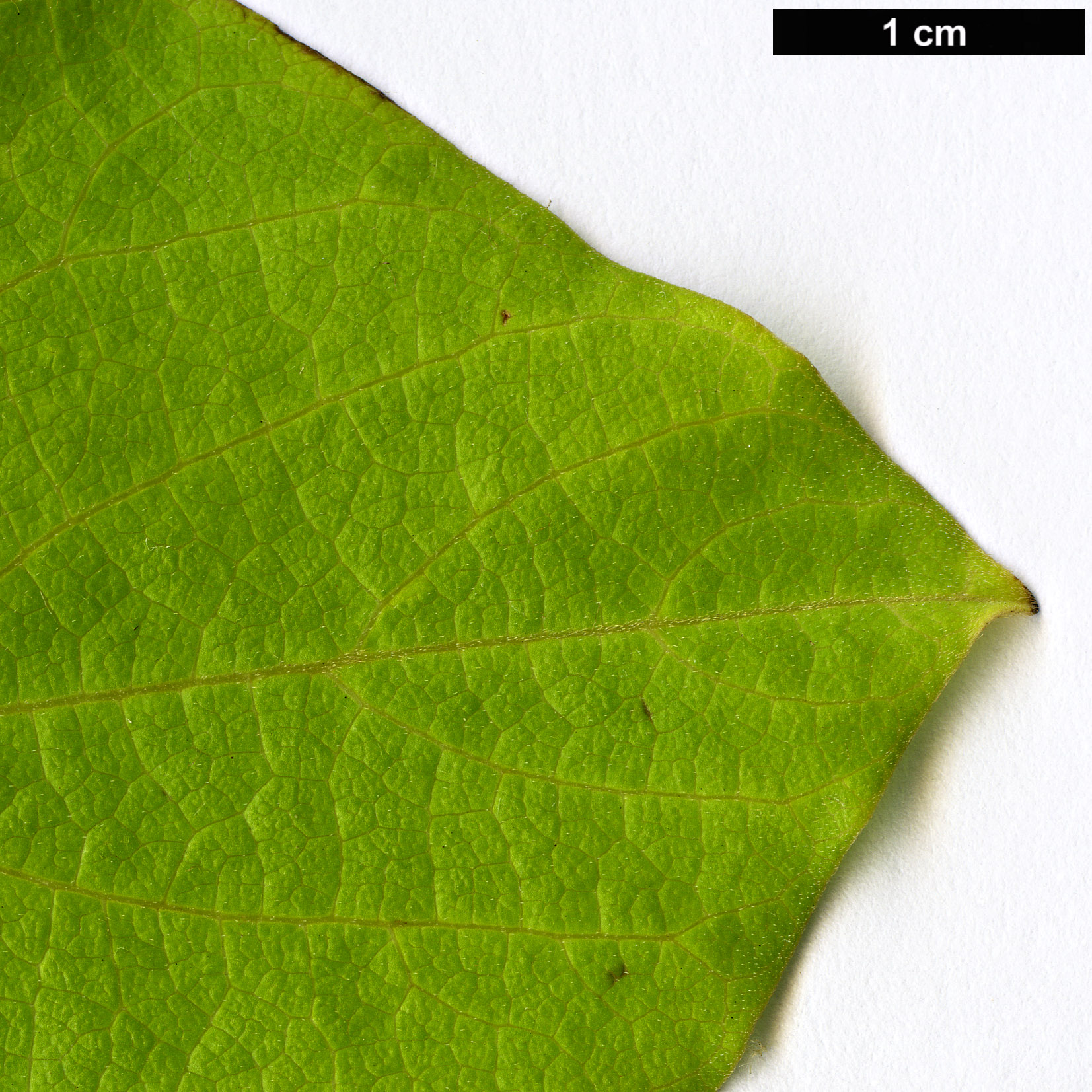 High resolution image: Family: Aristolochiaceae - Genus: Aristolochia - Taxon: kaempferi