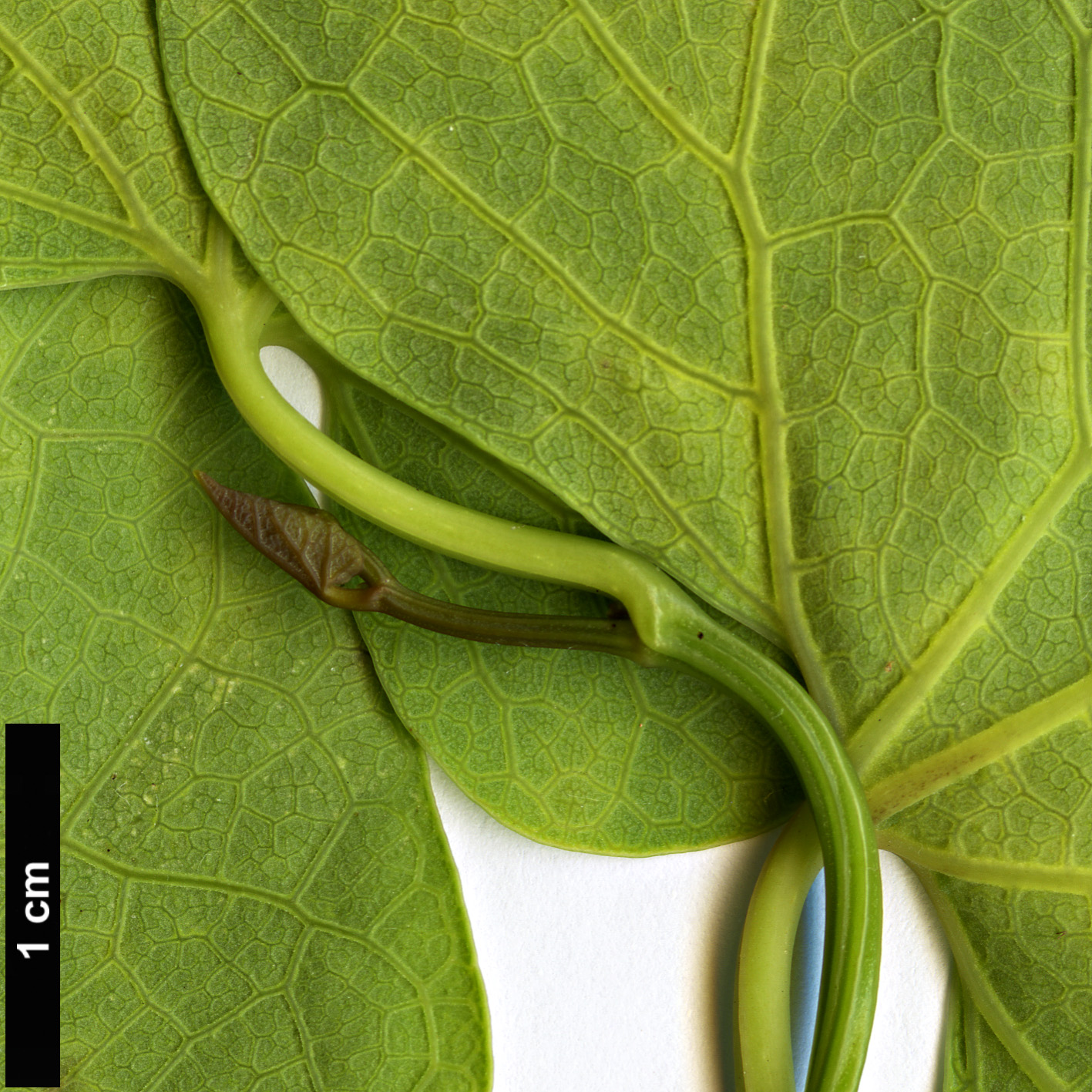 High resolution image: Family: Aristolochiaceae - Genus: Aristolochia - Taxon: zollingeriana