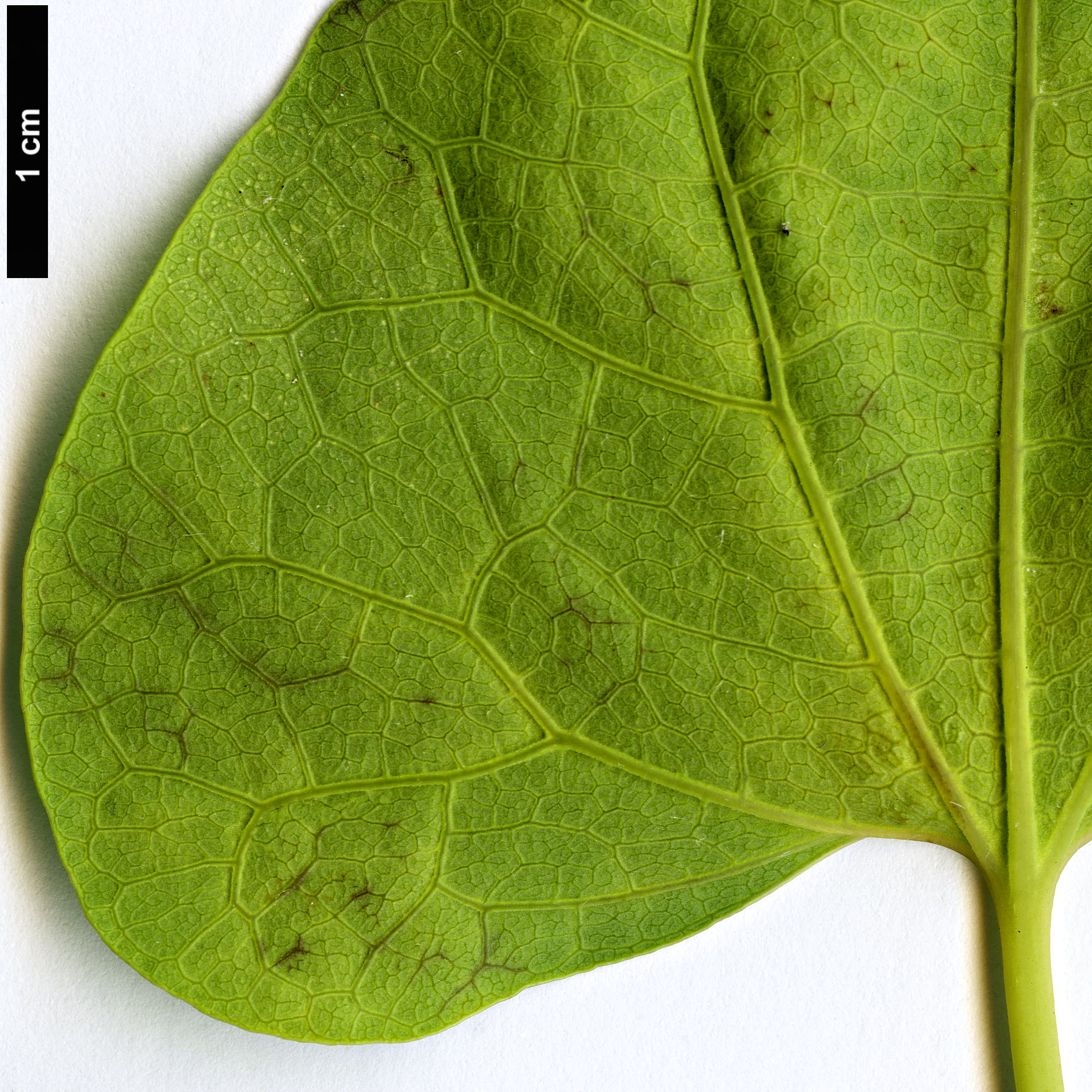 High resolution image: Family: Aristolochiaceae - Genus: Aristolochia - Taxon: zollingeriana