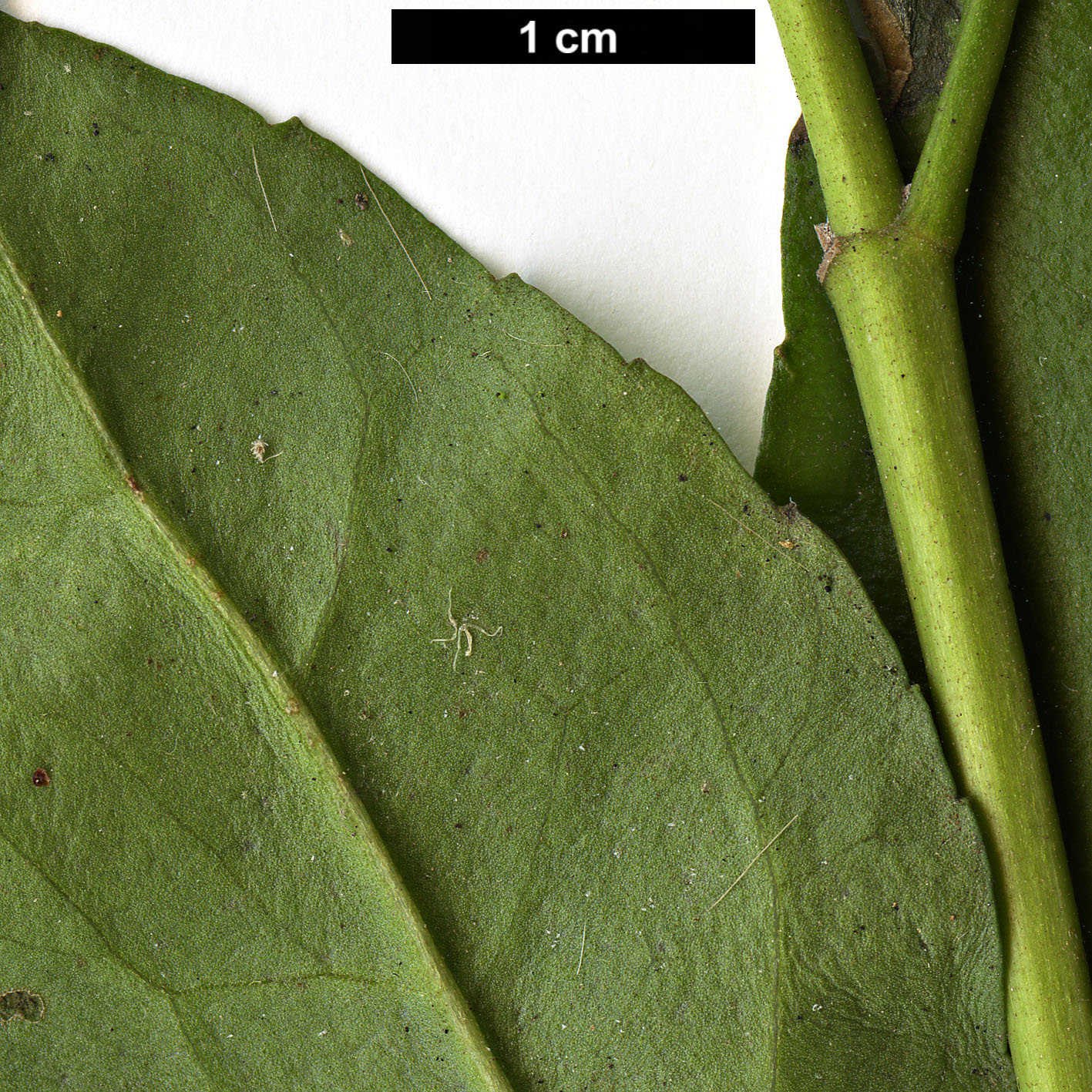 High resolution image: Family: Asteraceae - Genus: Ageratina - Taxon: ligustrina