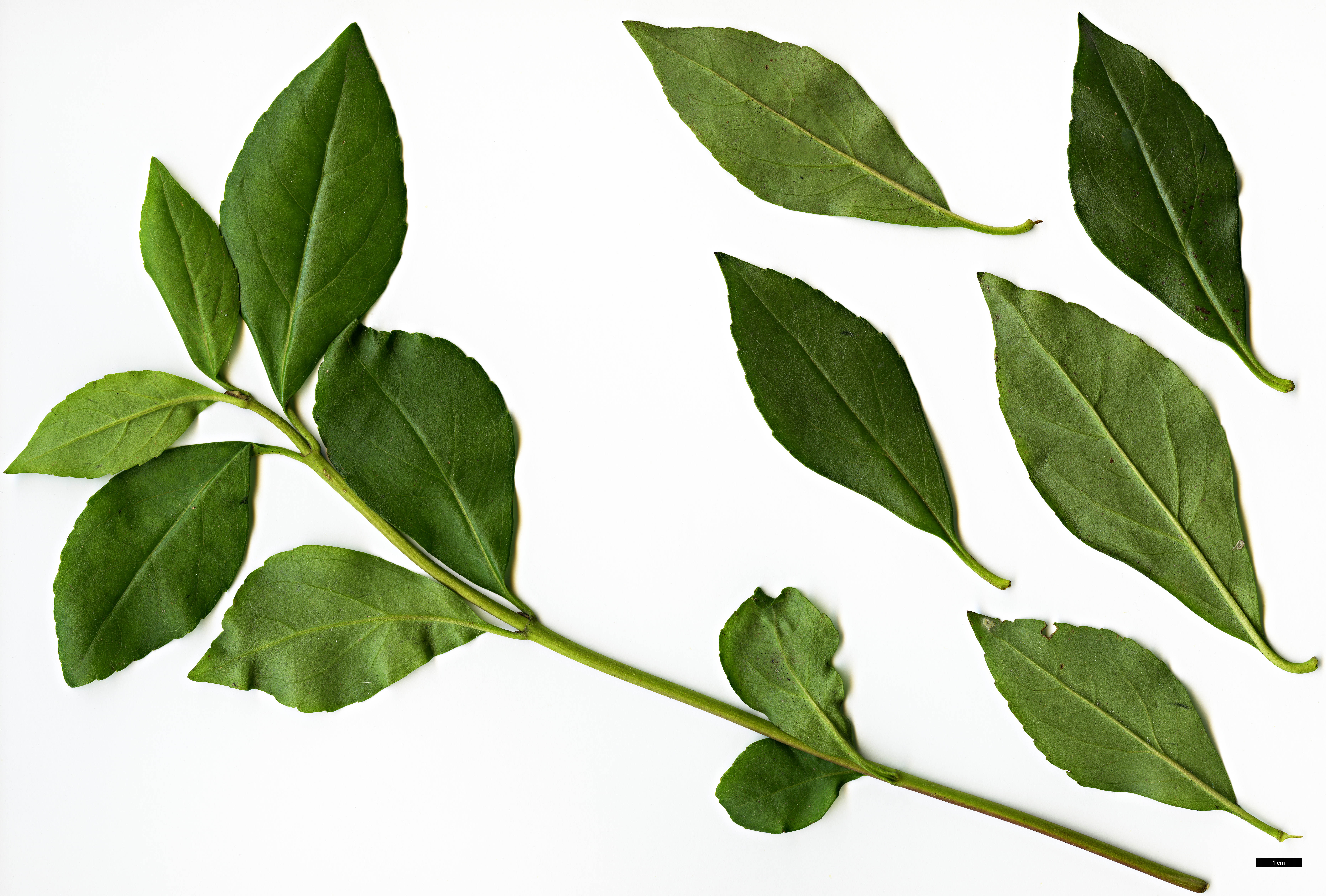 High resolution image: Family: Asteraceae - Genus: Ageratina - Taxon: ligustrina