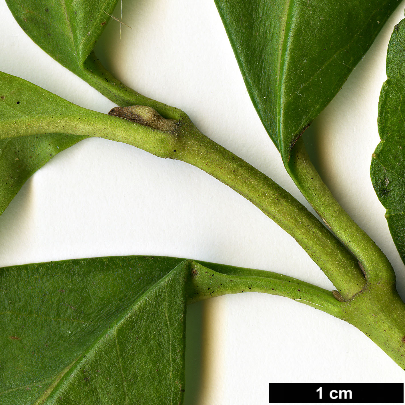 High resolution image: Family: Asteraceae - Genus: Ageratina - Taxon: ligustrina