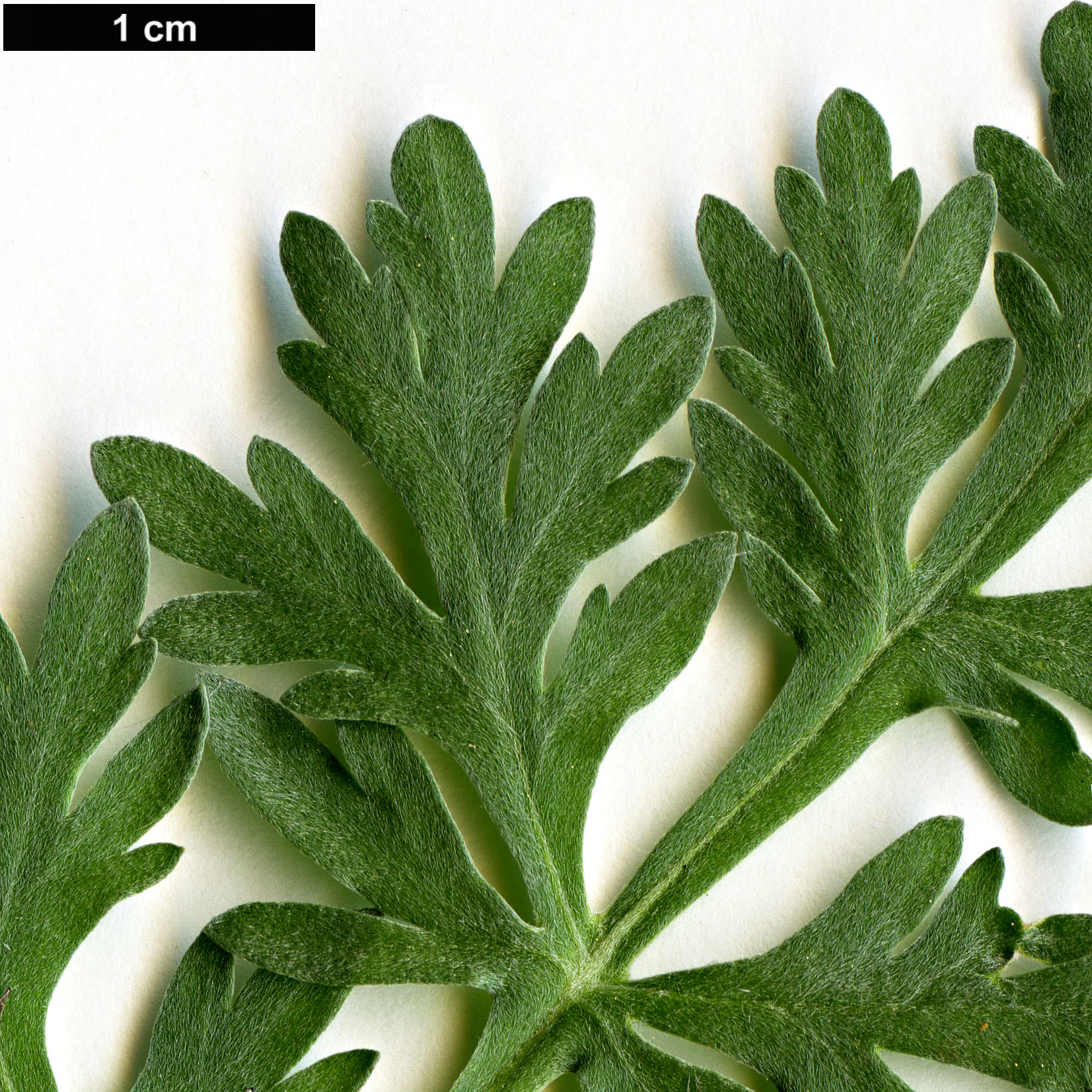 High resolution image: Family: Asteraceae - Genus: Artemisia - Taxon: absinthium