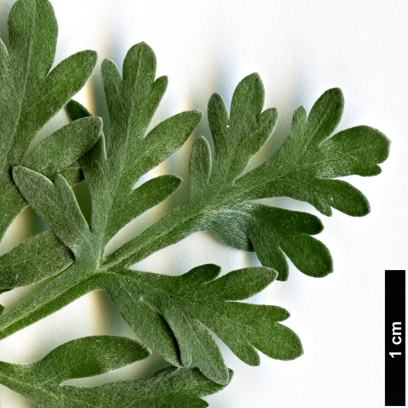 High resolution image: Family: Asteraceae - Genus: Artemisia - Taxon: absinthium