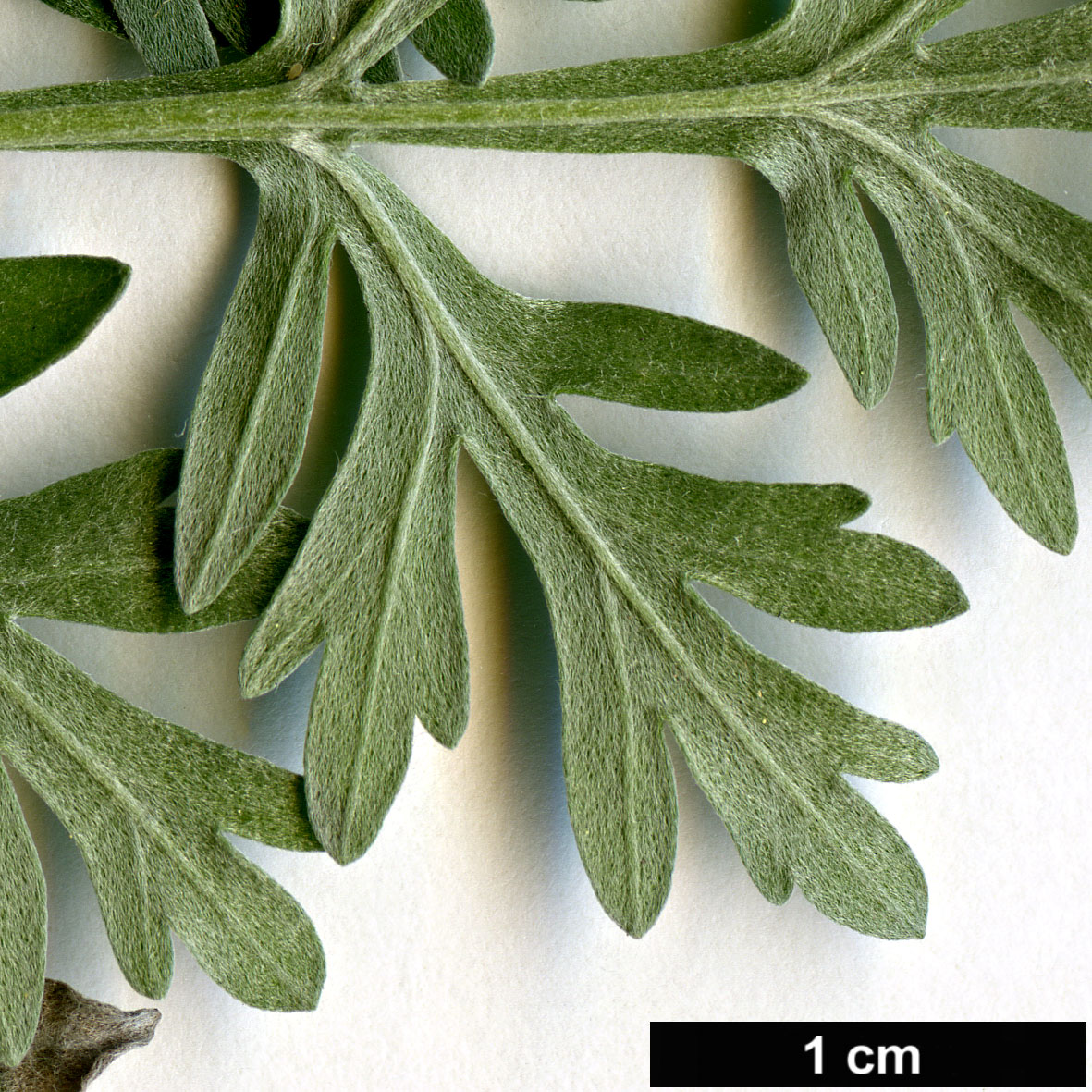 High resolution image: Family: Asteraceae - Genus: Artemisia - Taxon: absinthium