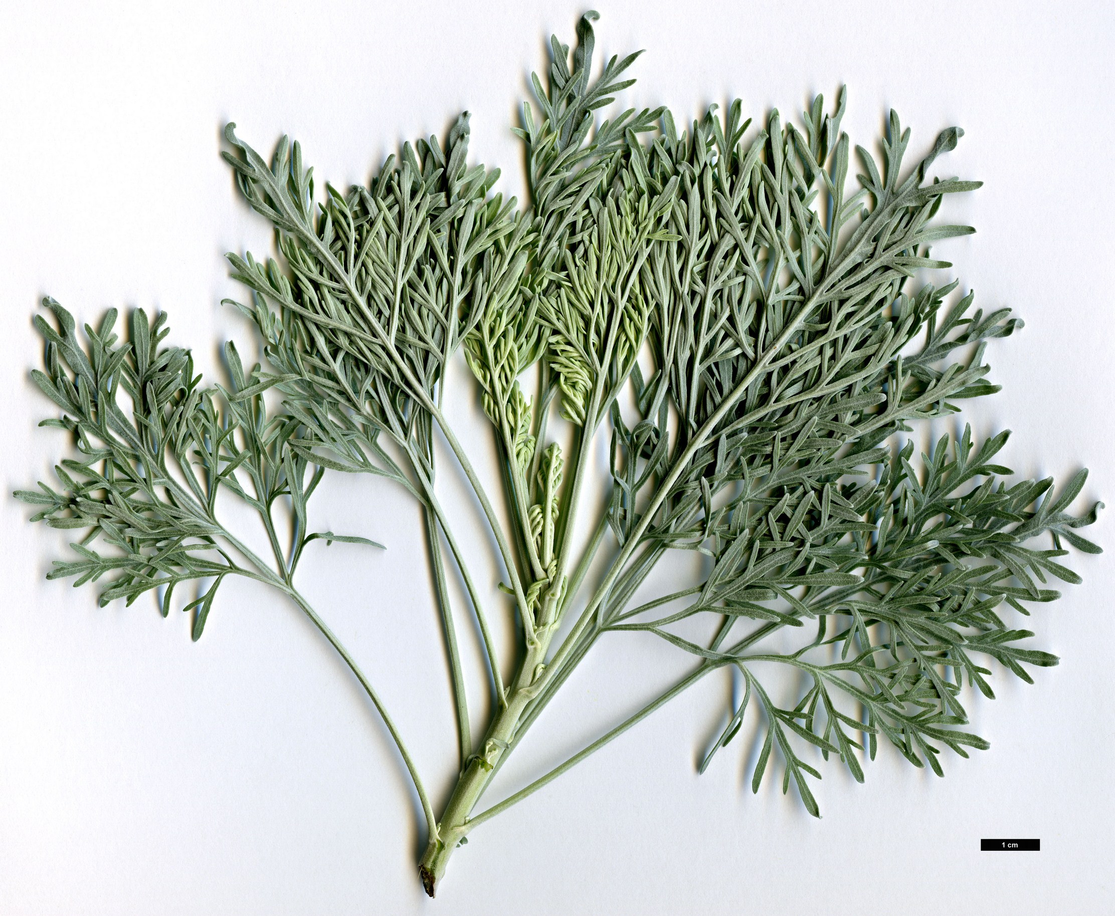 High resolution image: Family: Asteraceae - Genus: Artemisia - Taxon: arborescens