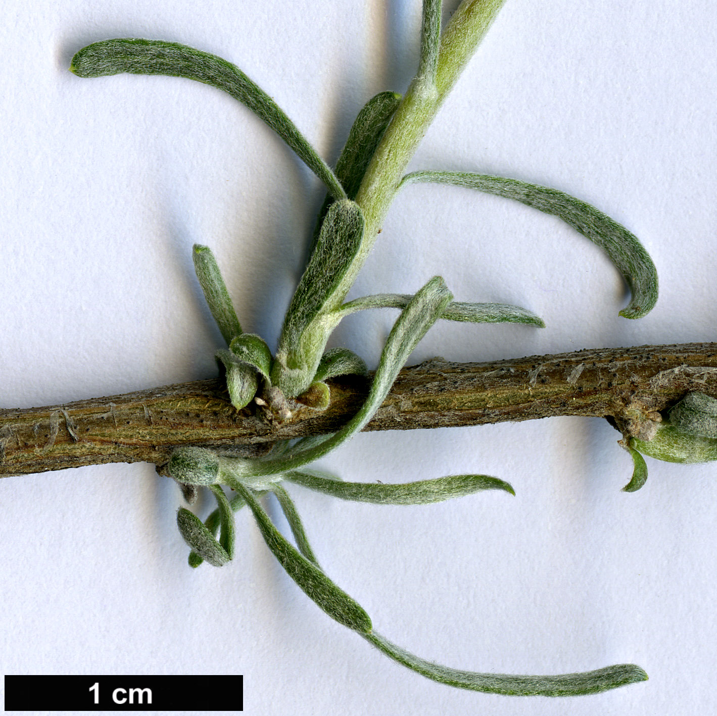 High resolution image: Family: Asteraceae - Genus: Artemisia - Taxon: filifolia