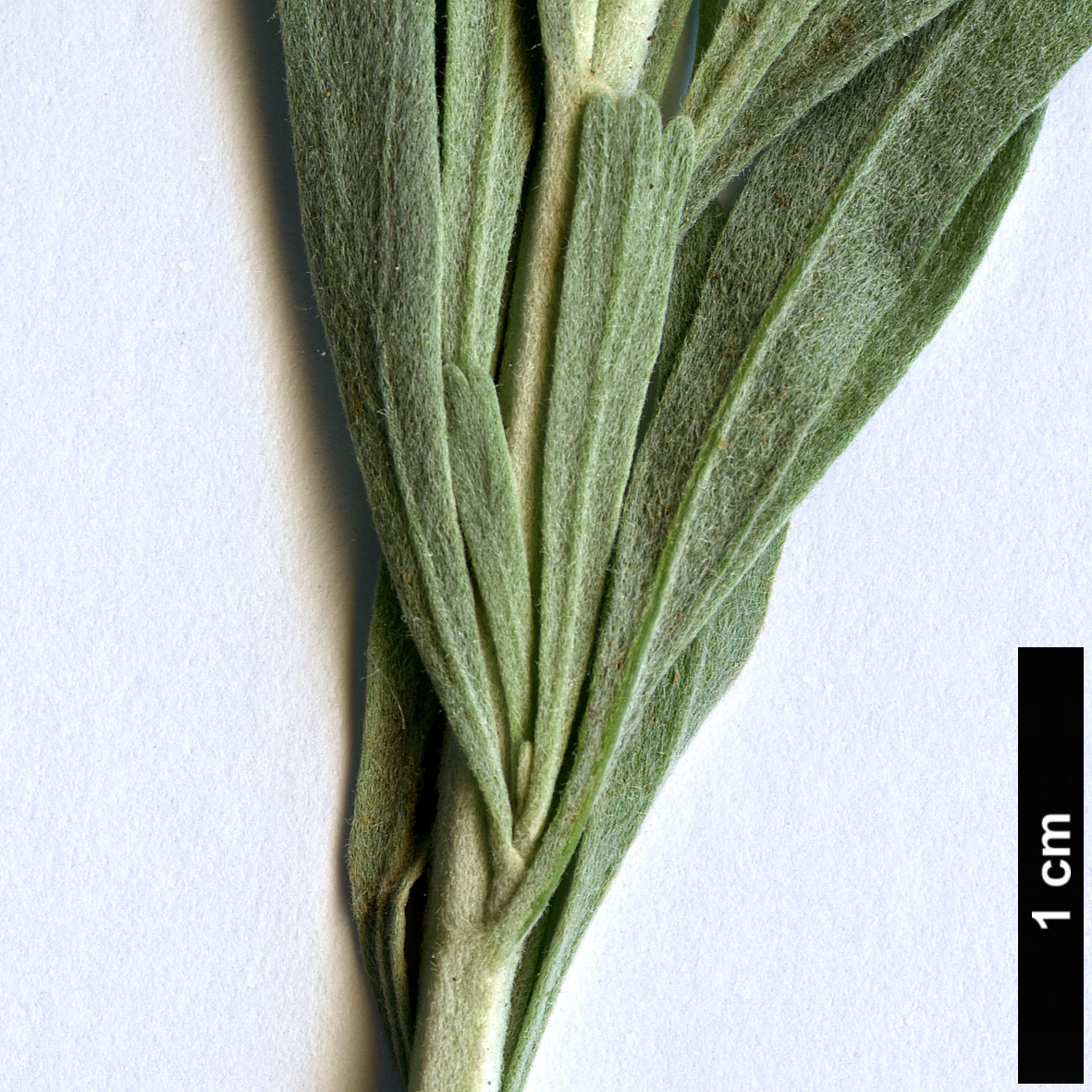 High resolution image: Family: Asteraceae - Genus: Artemisia - Taxon: tridentata