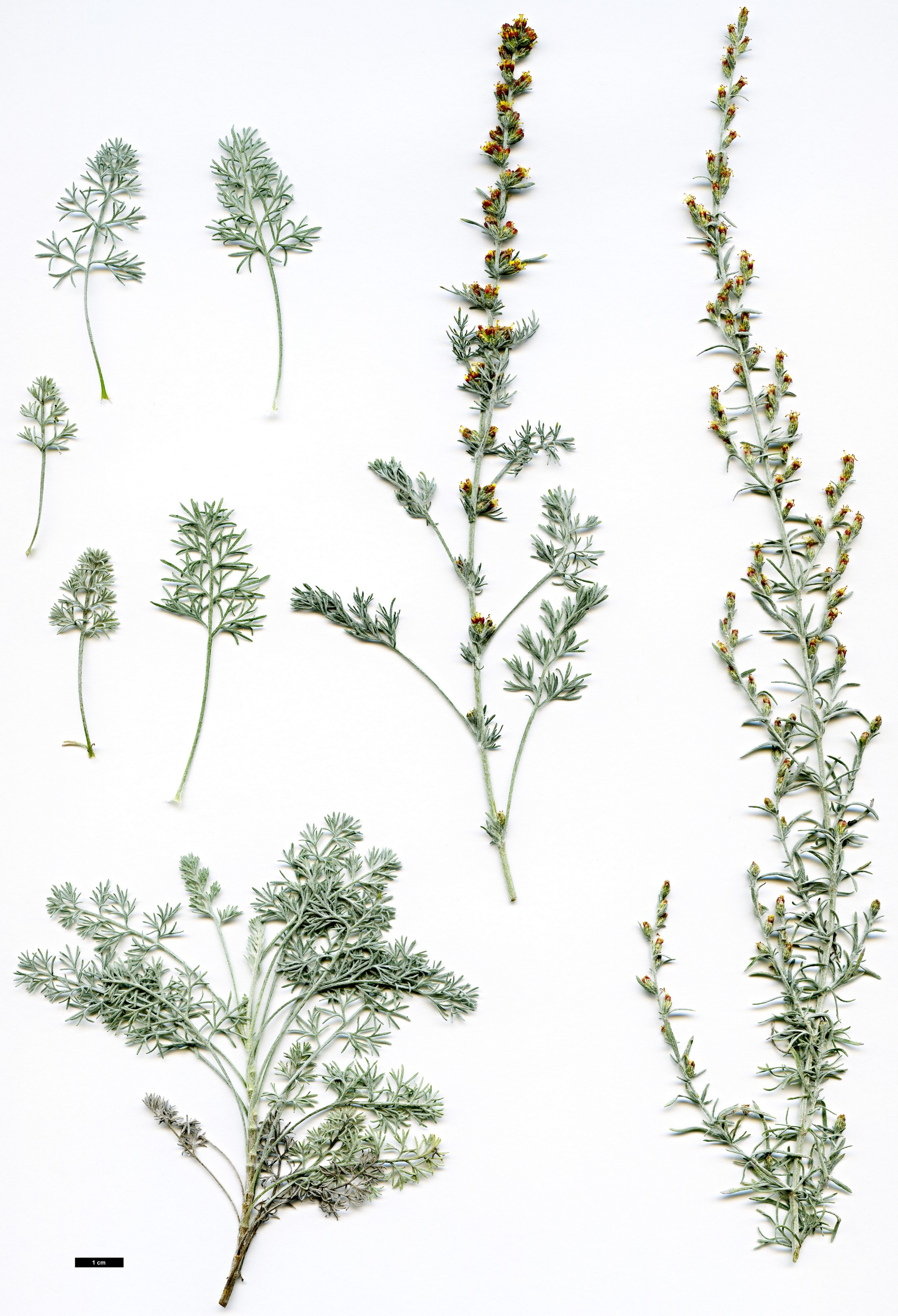 High resolution image: Family: Asteraceae - Genus: Artemisia - Taxon: vallesiaca