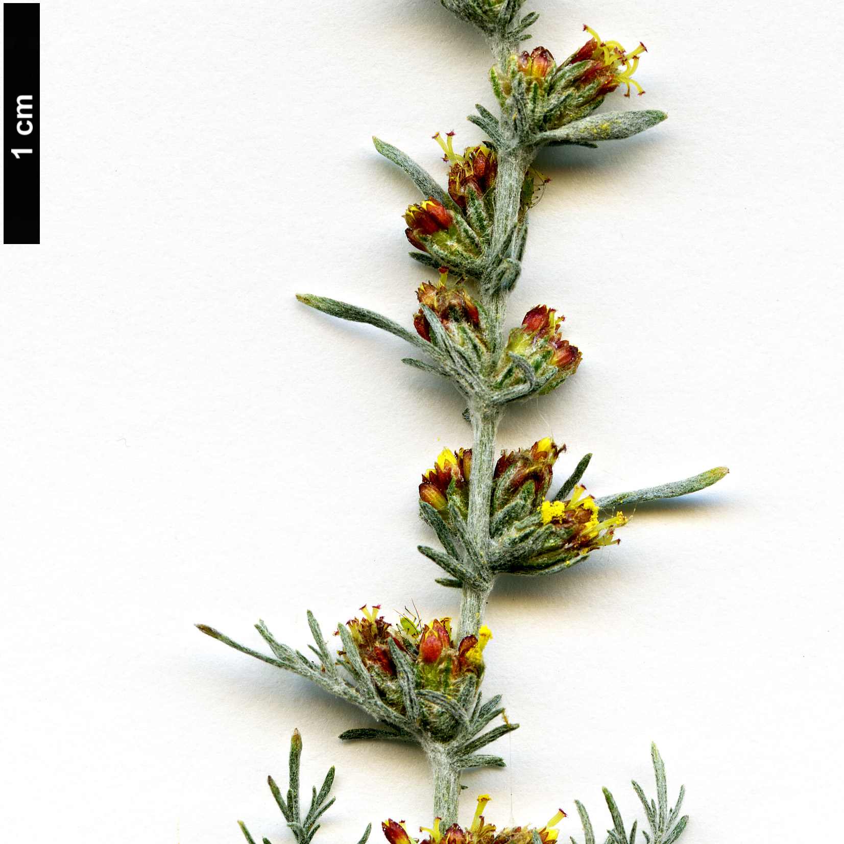 High resolution image: Family: Asteraceae - Genus: Artemisia - Taxon: vallesiaca