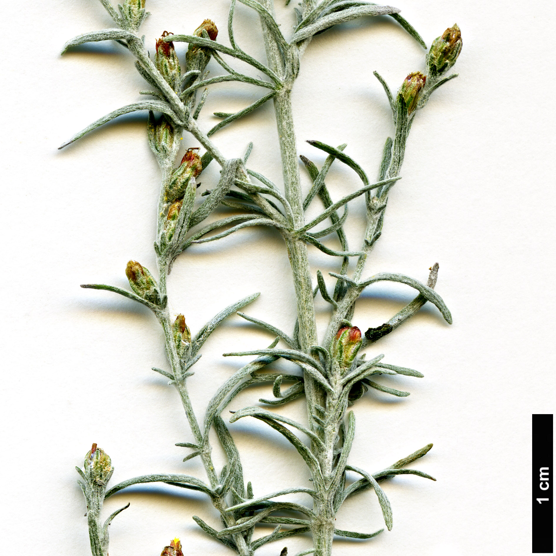 High resolution image: Family: Asteraceae - Genus: Artemisia - Taxon: vallesiaca