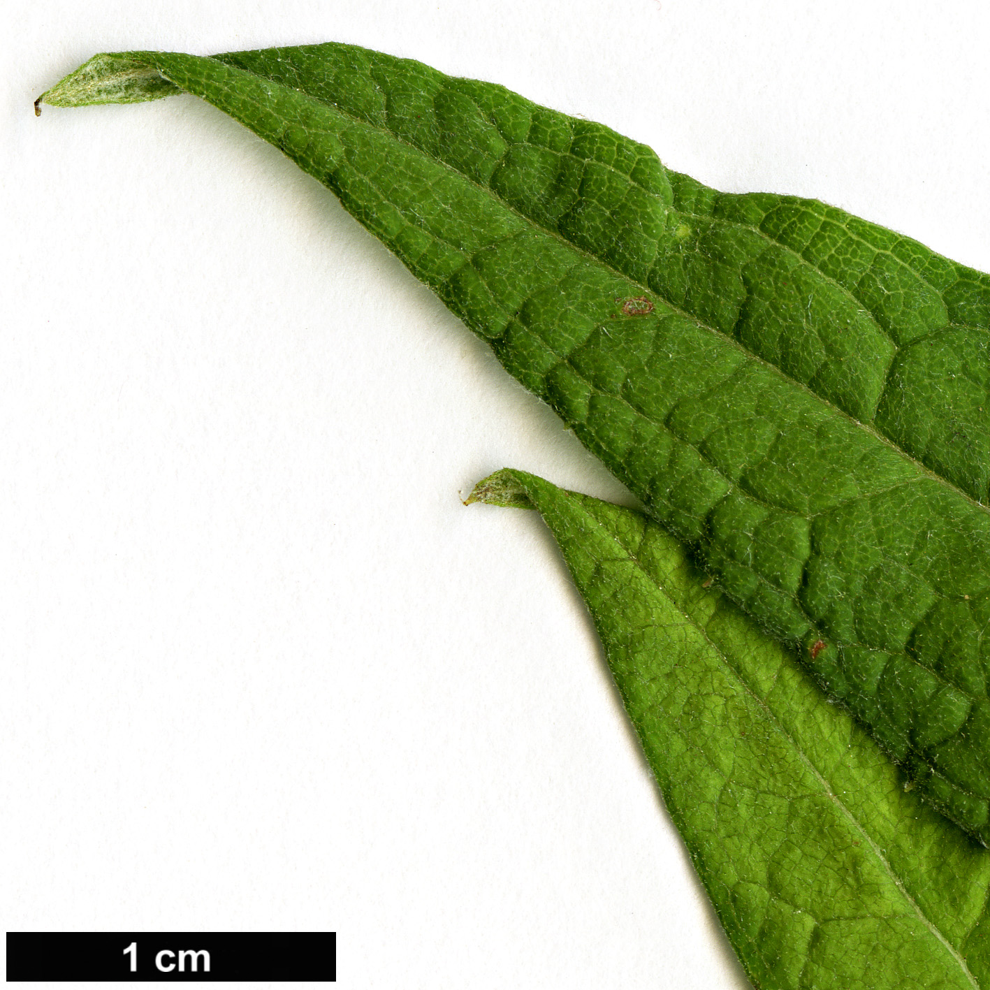 High resolution image: Family: Asteraceae - Genus: Aster - Taxon: albescens