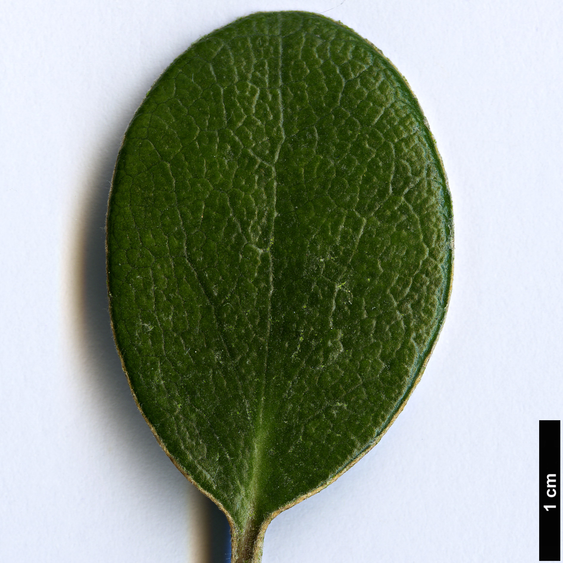 High resolution image: Family: Asteraceae - Genus: Brachyglottis - Taxon: bidwillii