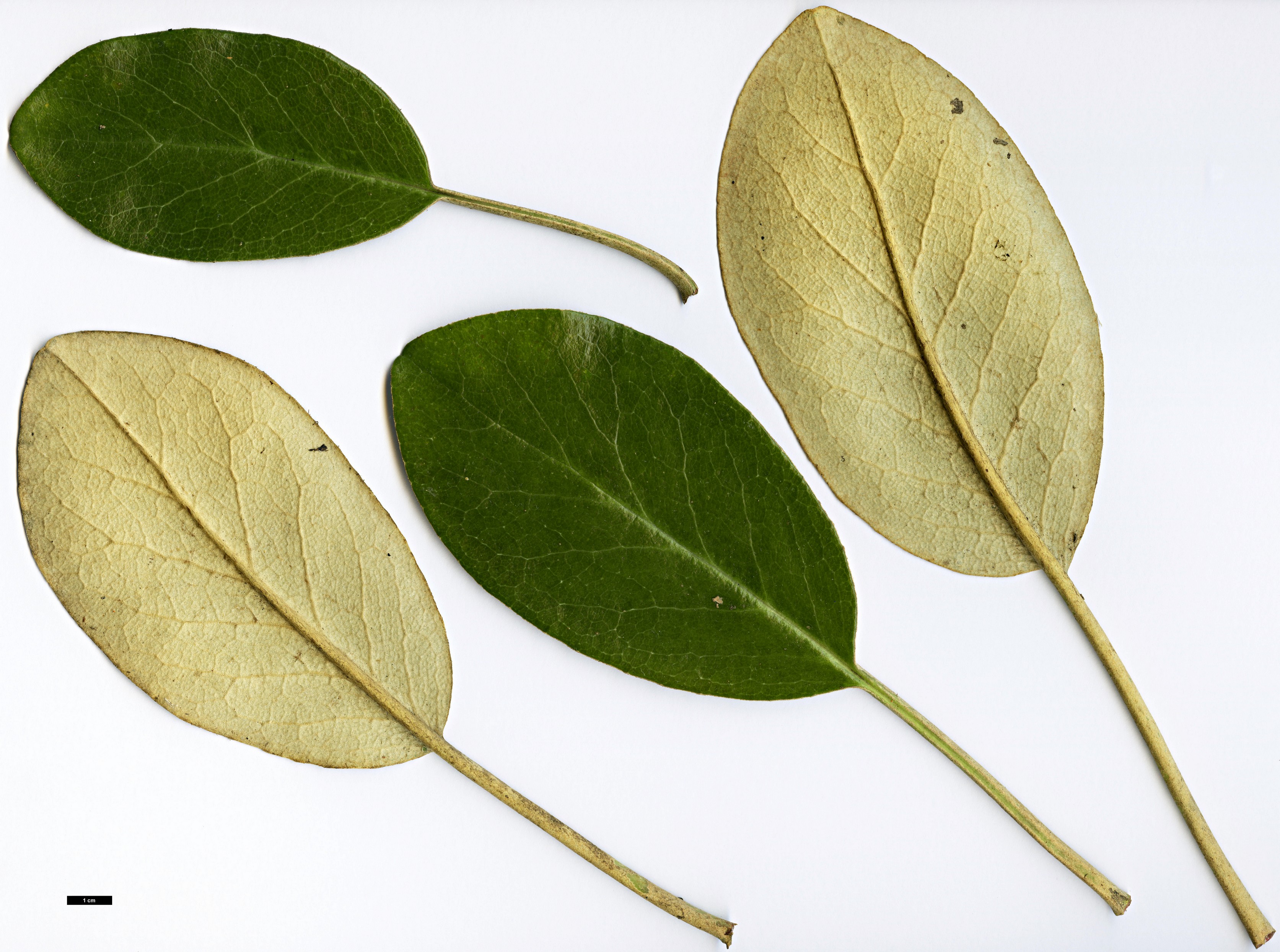 High resolution image: Family: Asteraceae - Genus: Brachyglottis - Taxon: rotundifolia