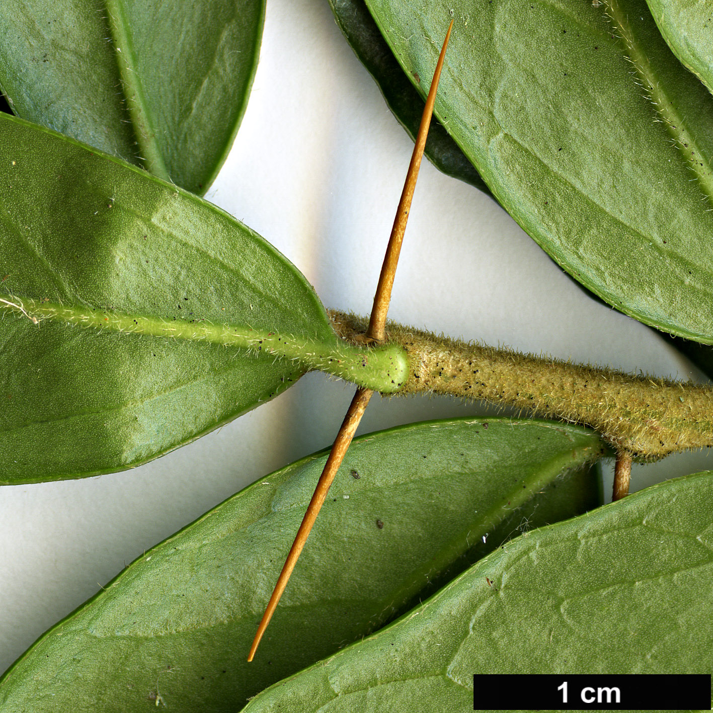 High resolution image: Family: Asteraceae - Genus: Dasyphyllum - Taxon: diacanthoides