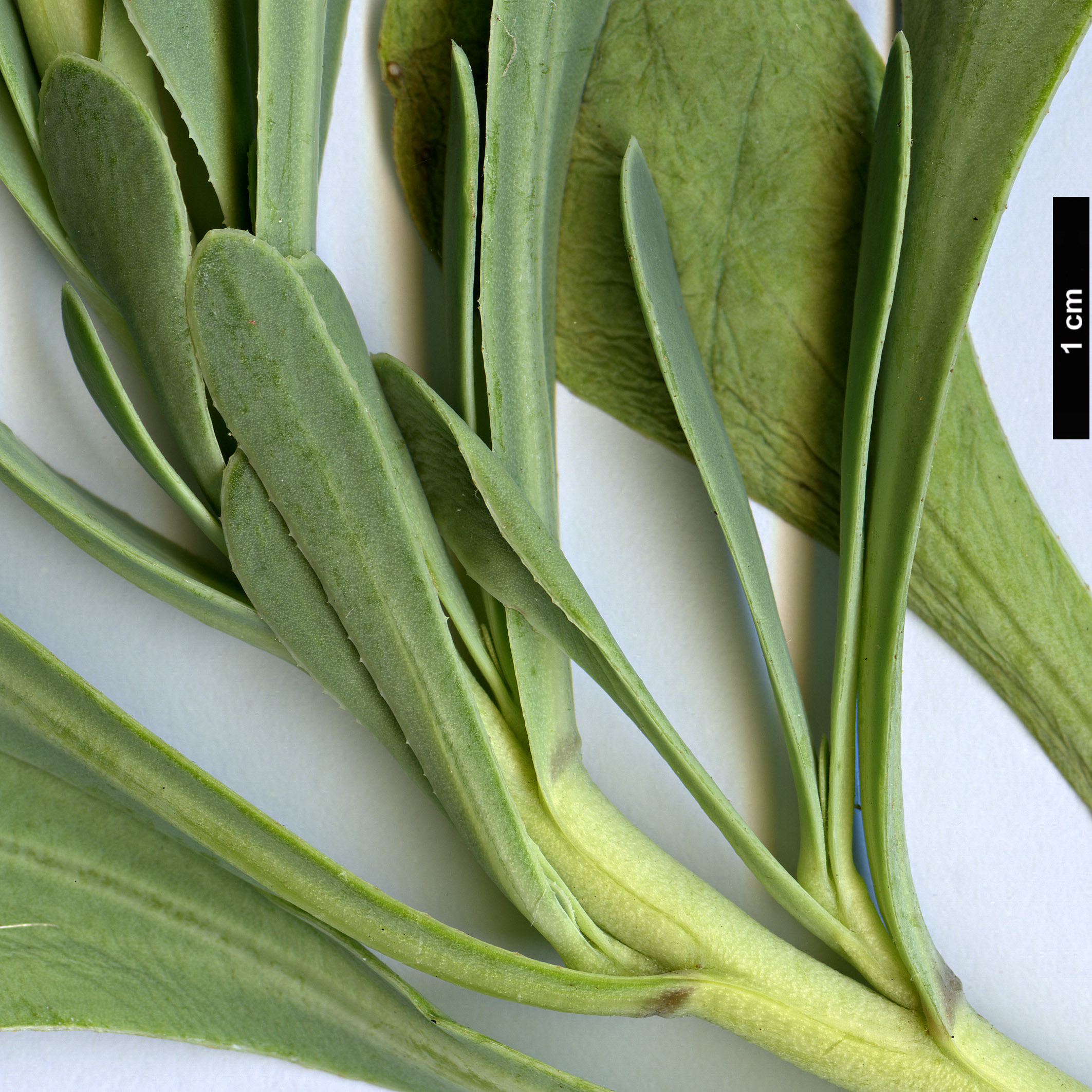 High resolution image: Family: Asteraceae - Genus: Hertia - Taxon: cheirifolia