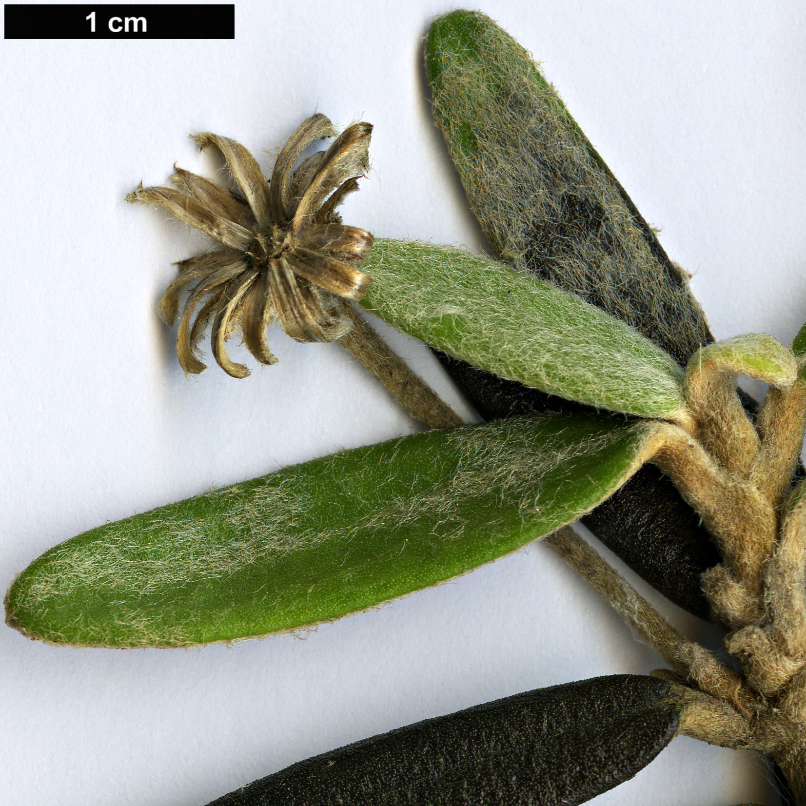 High resolution image: Family: Asteraceae - Genus: Olearia - Taxon: archeri