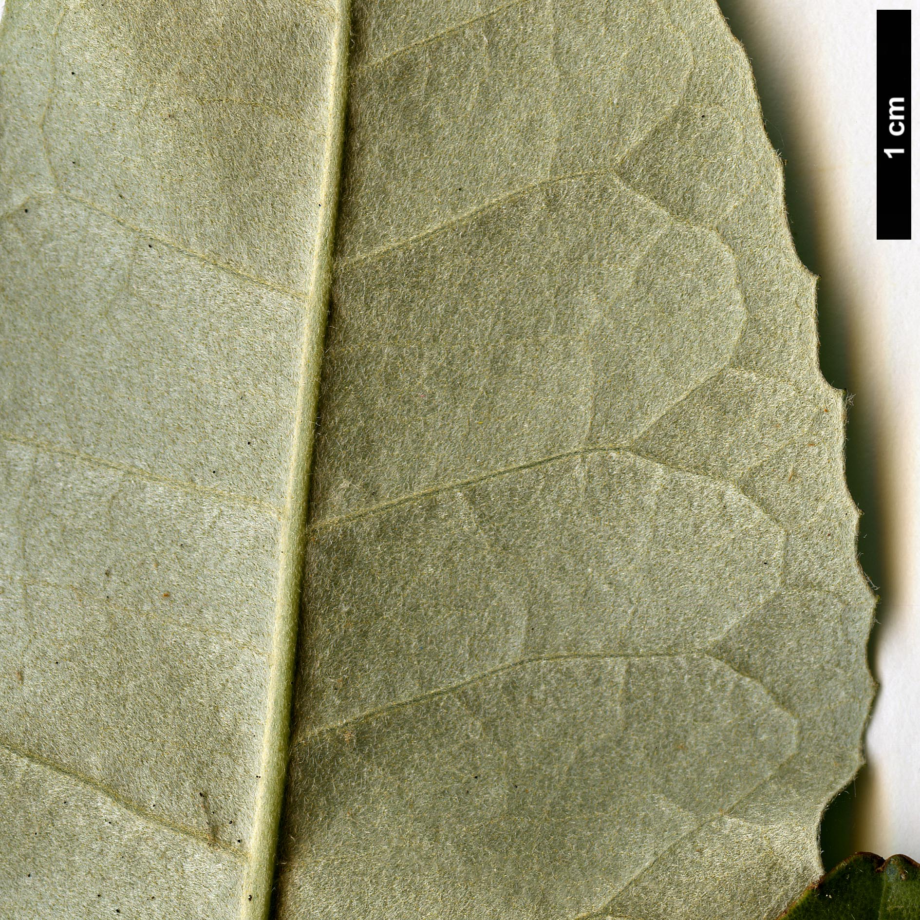 High resolution image: Family: Asteraceae - Genus: Olearia - Taxon: argophyllla