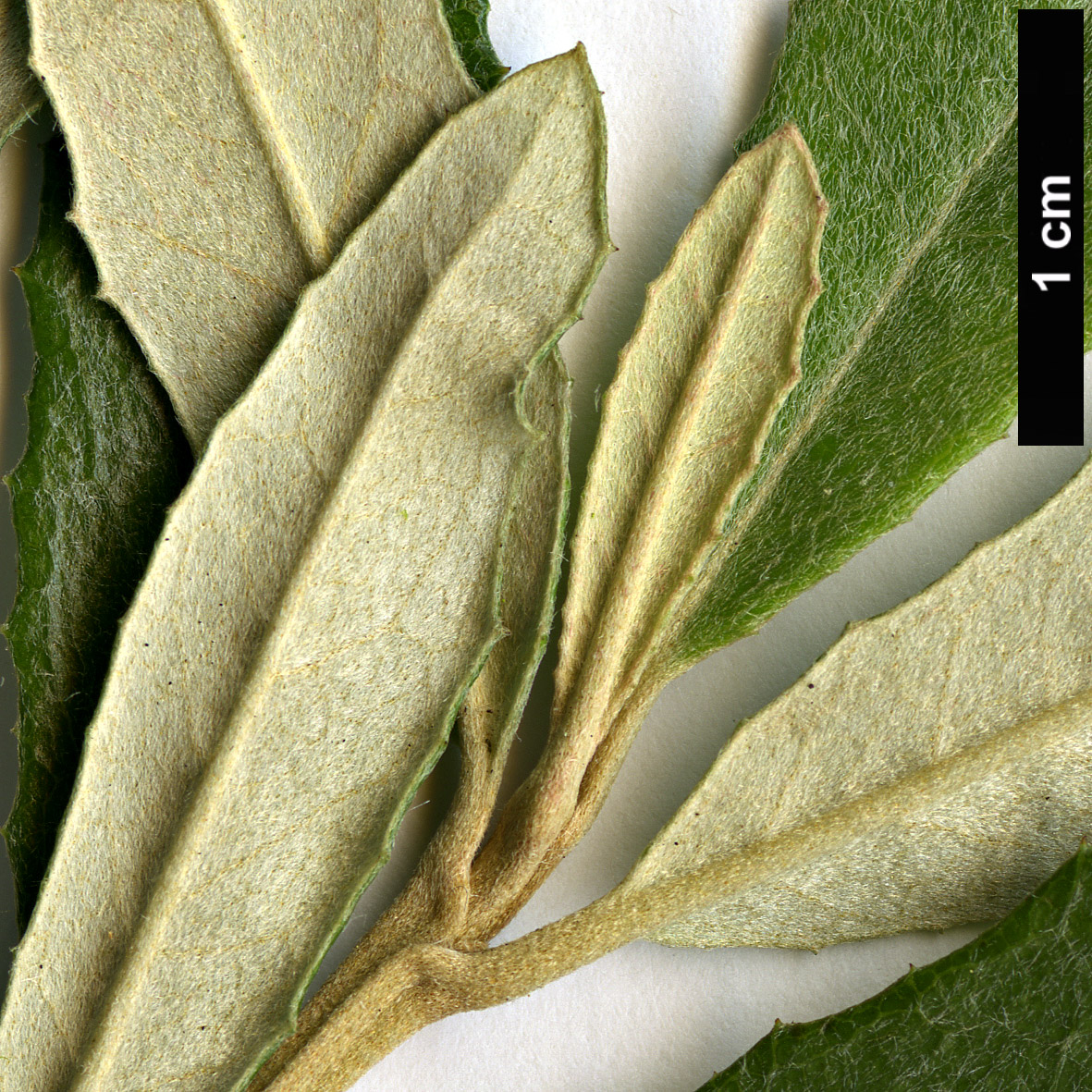 High resolution image: Family: Asteraceae - Genus: Olearia - Taxon: erubescens