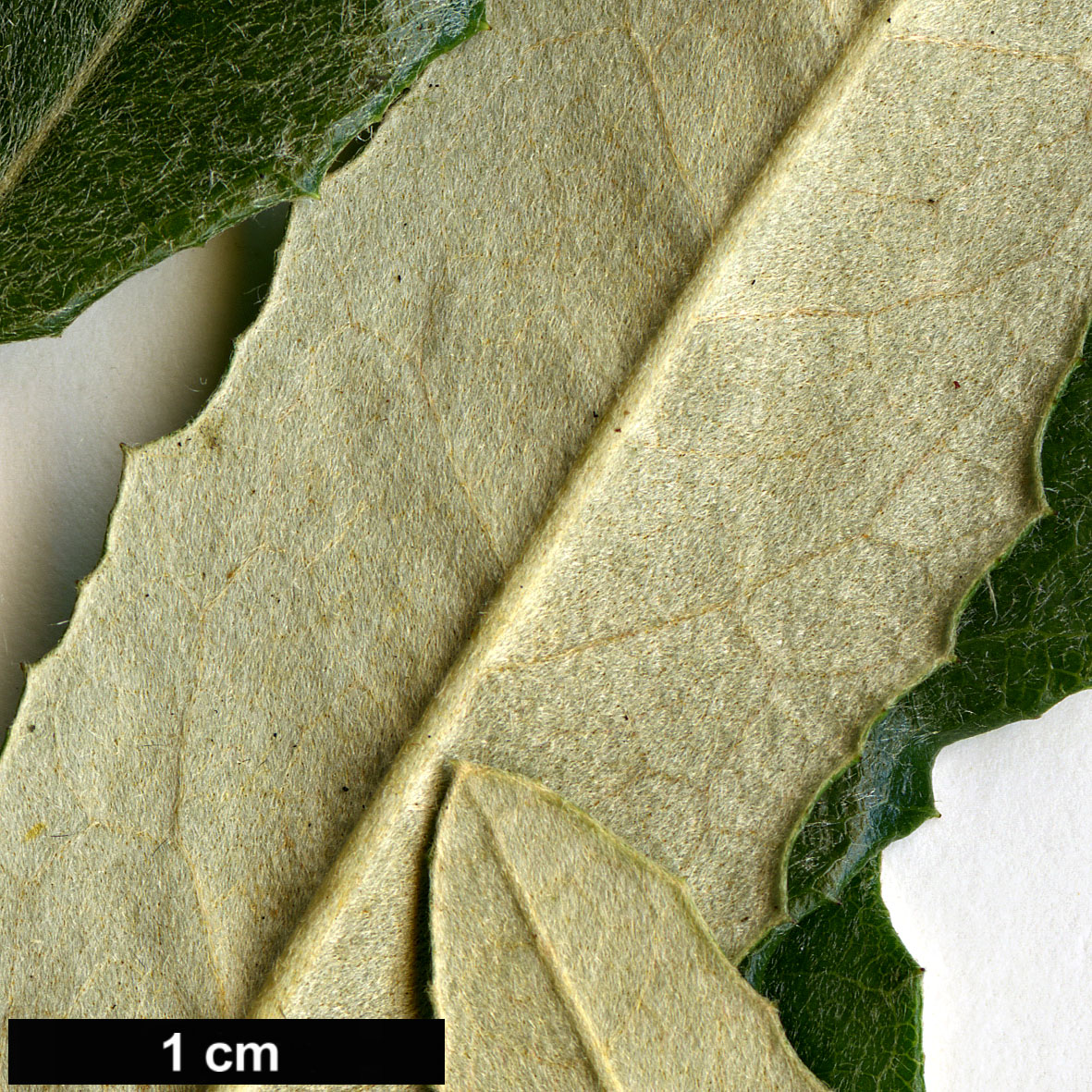 High resolution image: Family: Asteraceae - Genus: Olearia - Taxon: erubescens