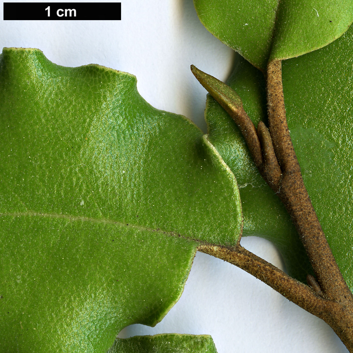 High resolution image: Family: Asteraceae - Genus: Olearia - Taxon: furfuracea