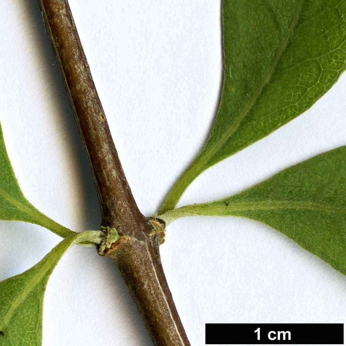 High resolution image: Family: Asteraceae - Genus: Olearia - Taxon: hectorii