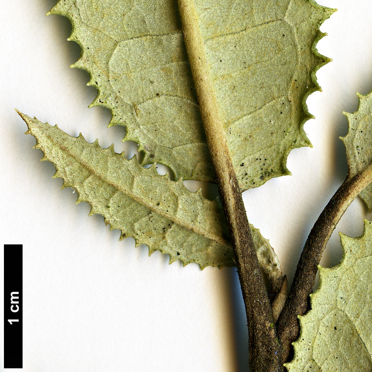 High resolution image: Family: Asteraceae - Genus: Olearia - Taxon: ilicifolia