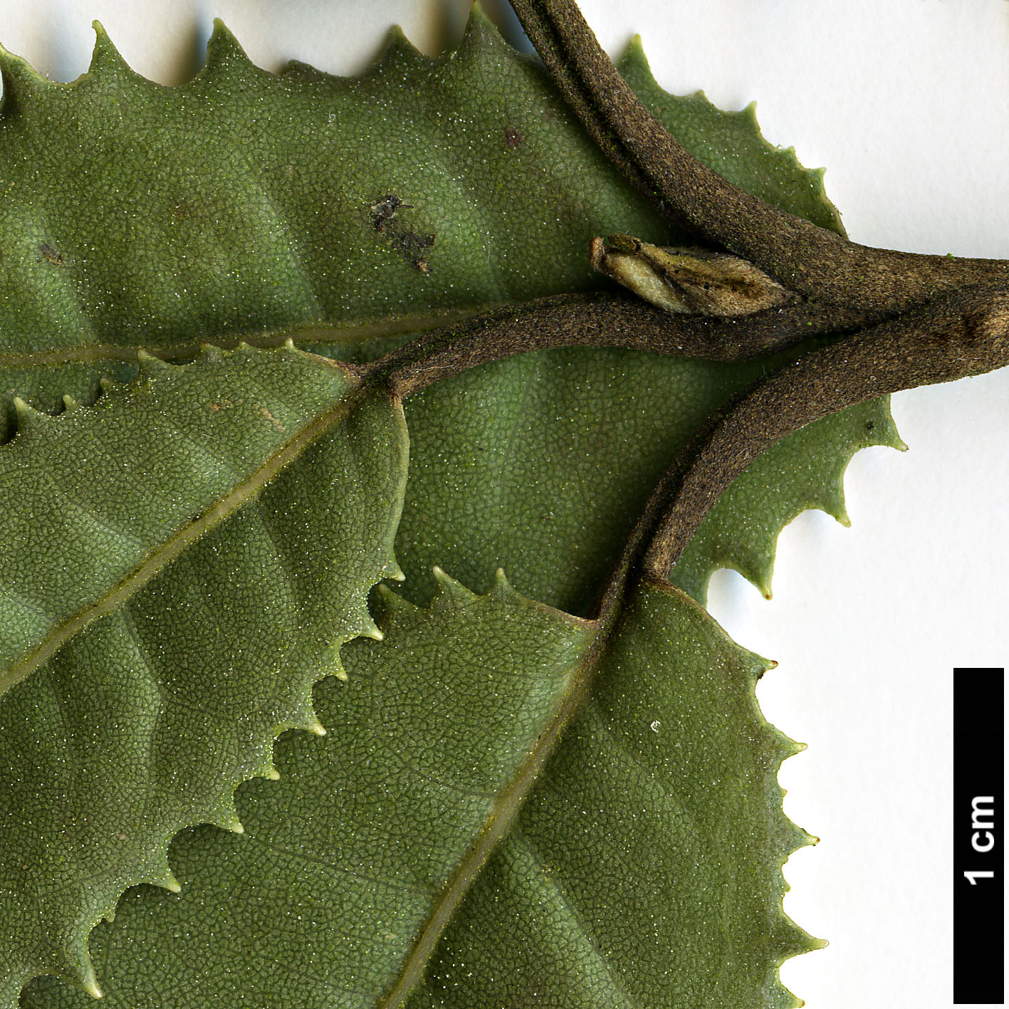 High resolution image: Family: Asteraceae - Genus: Olearia - Taxon: ilicifolia