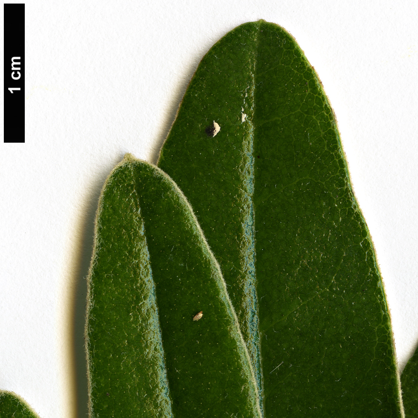 High resolution image: Family: Asteraceae - Genus: Olearia - Taxon: megalophylla