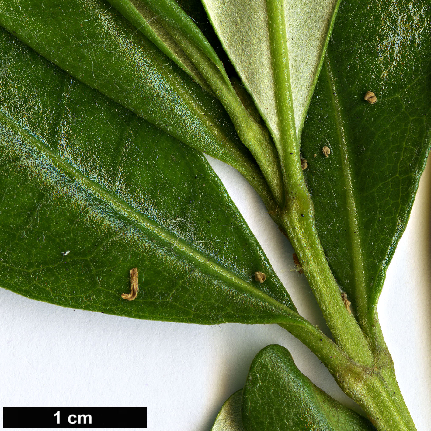 High resolution image: Family: Asteraceae - Genus: Olearia - Taxon: viscosa