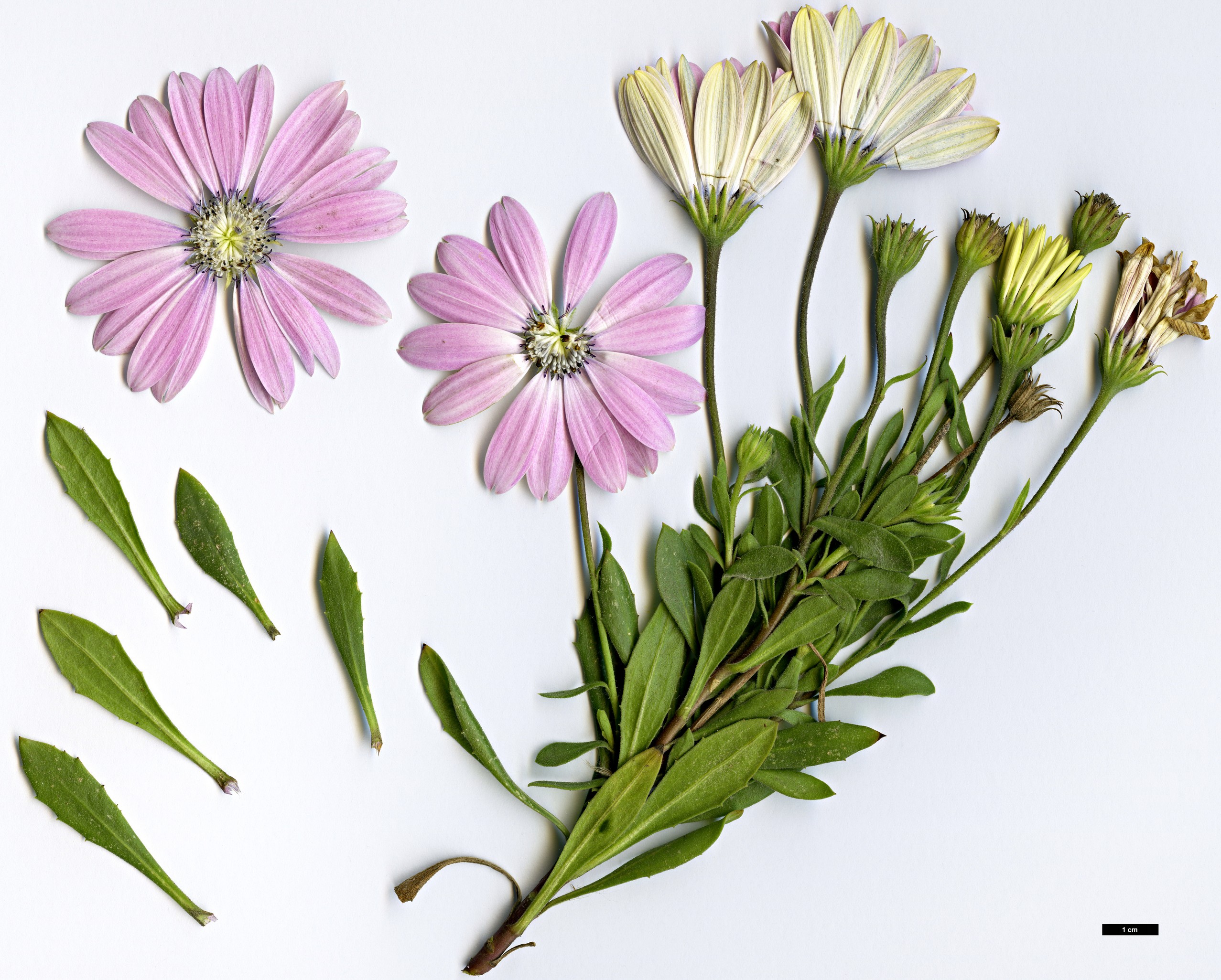 High resolution image: Family: Asteraceae - Genus: Osteospermum - Taxon: ecklonis