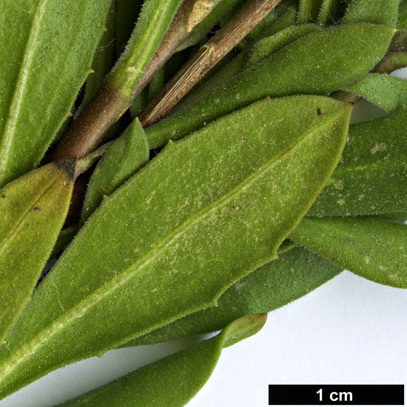 High resolution image: Family: Asteraceae - Genus: Osteospermum - Taxon: ecklonis