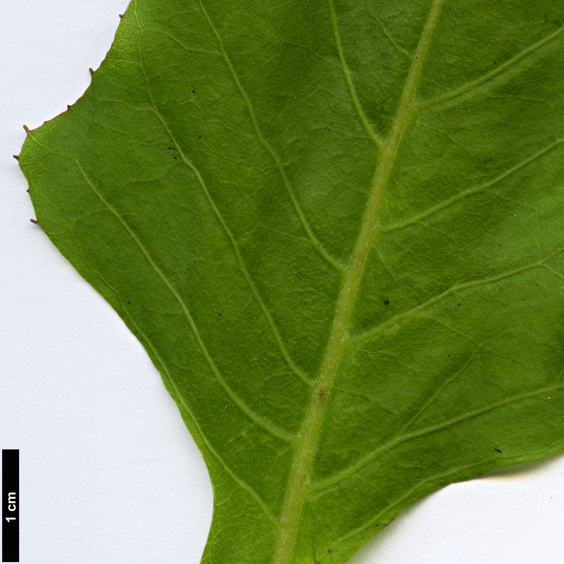 High resolution image: Family: Asteraceae - Genus: Sonchus - Taxon: fruticosus