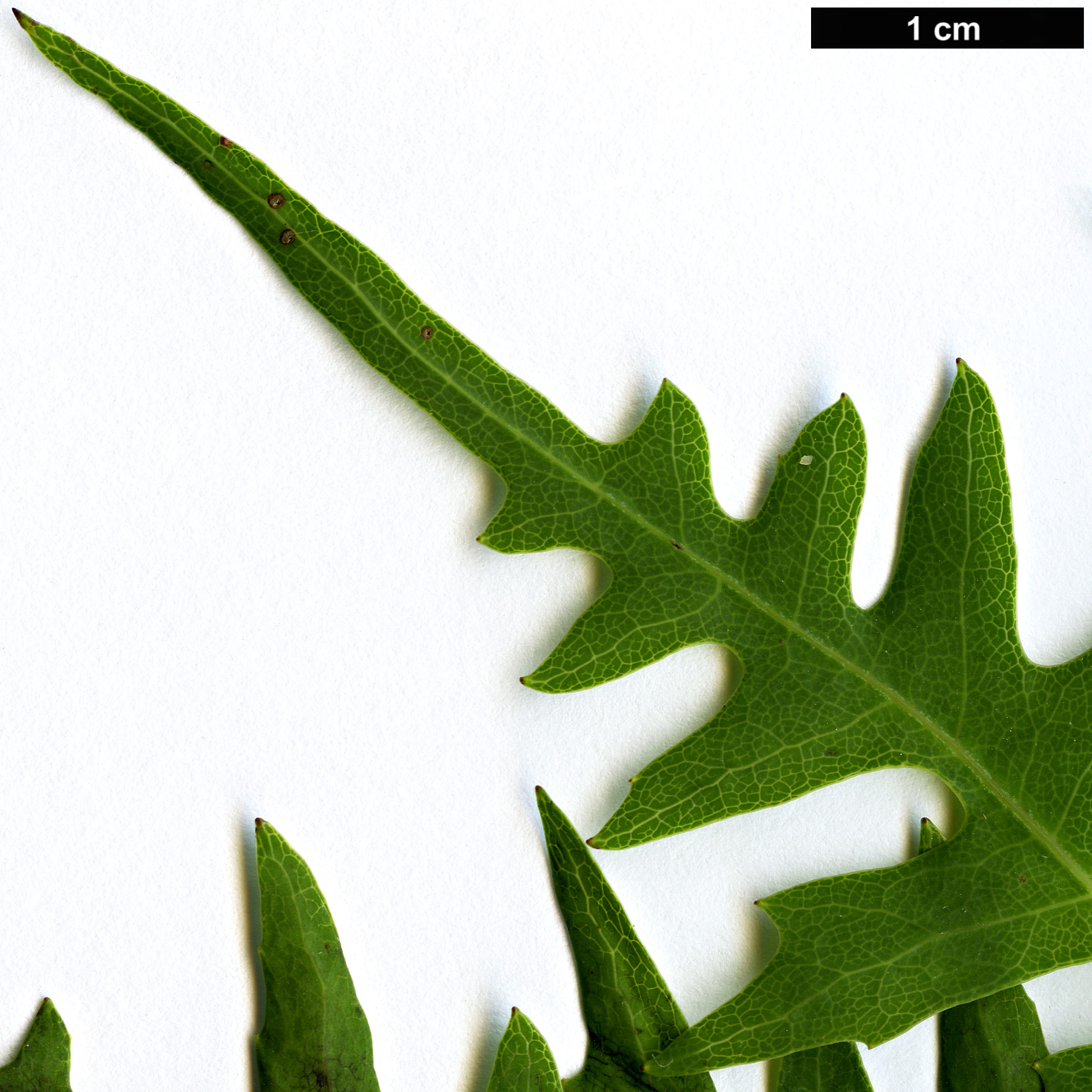 High resolution image: Family: Asteraceae - Genus: Sonchus - Taxon: pinnatus